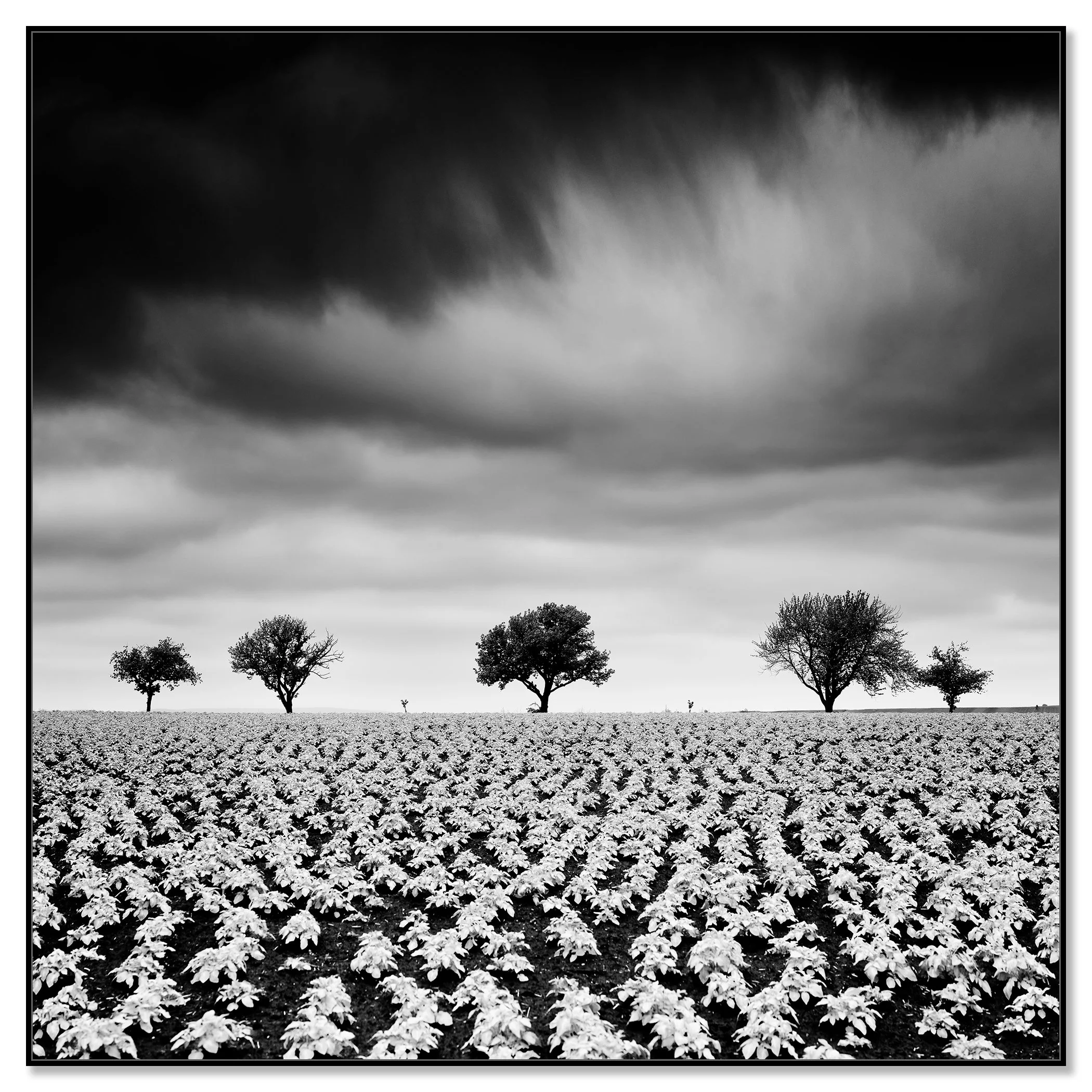 Black-and-white landscape photo of a wide potato field, young plants and five distant trees beneath a dramatic cloudy sky – framed ArtBox black