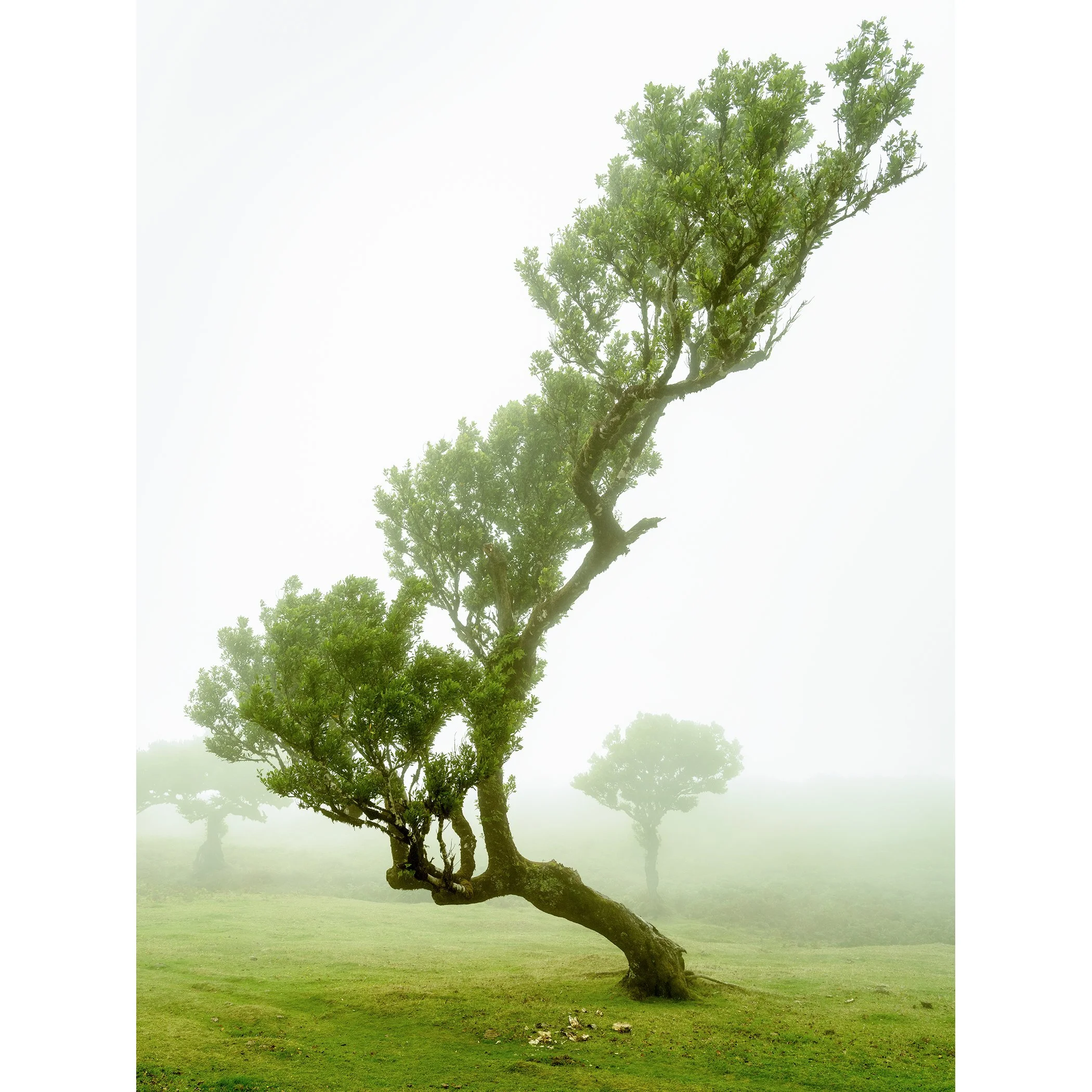 Gerald Berghammer - Color mystical landscape Photography. A uniquely shaped tree with a curved trunk, standing on a cow meadow, shrouded in fog.