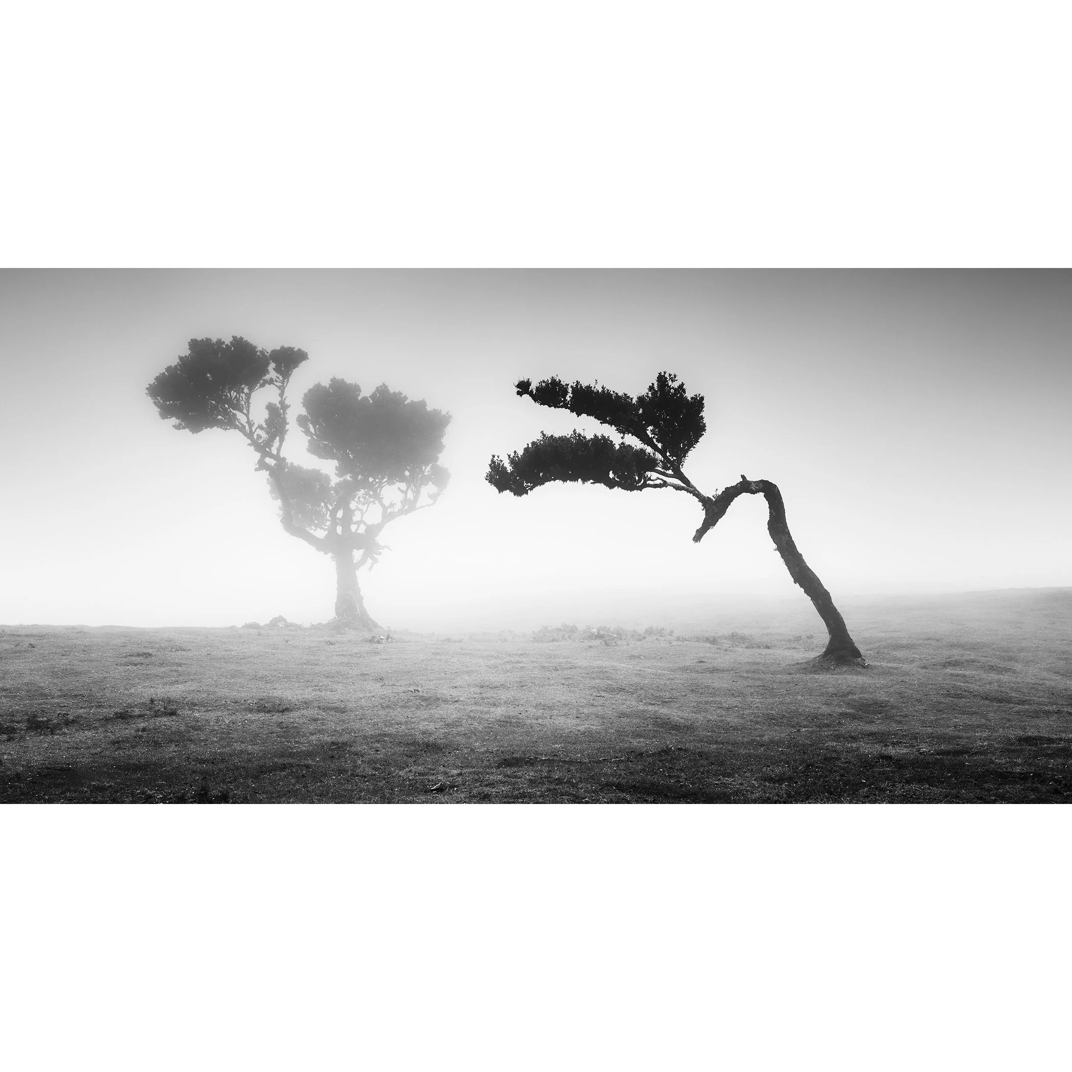 Black-and-white panorama of two ancient laurel trees in mist at Fanal Forest, Madeira, by Gerald Berghammer.