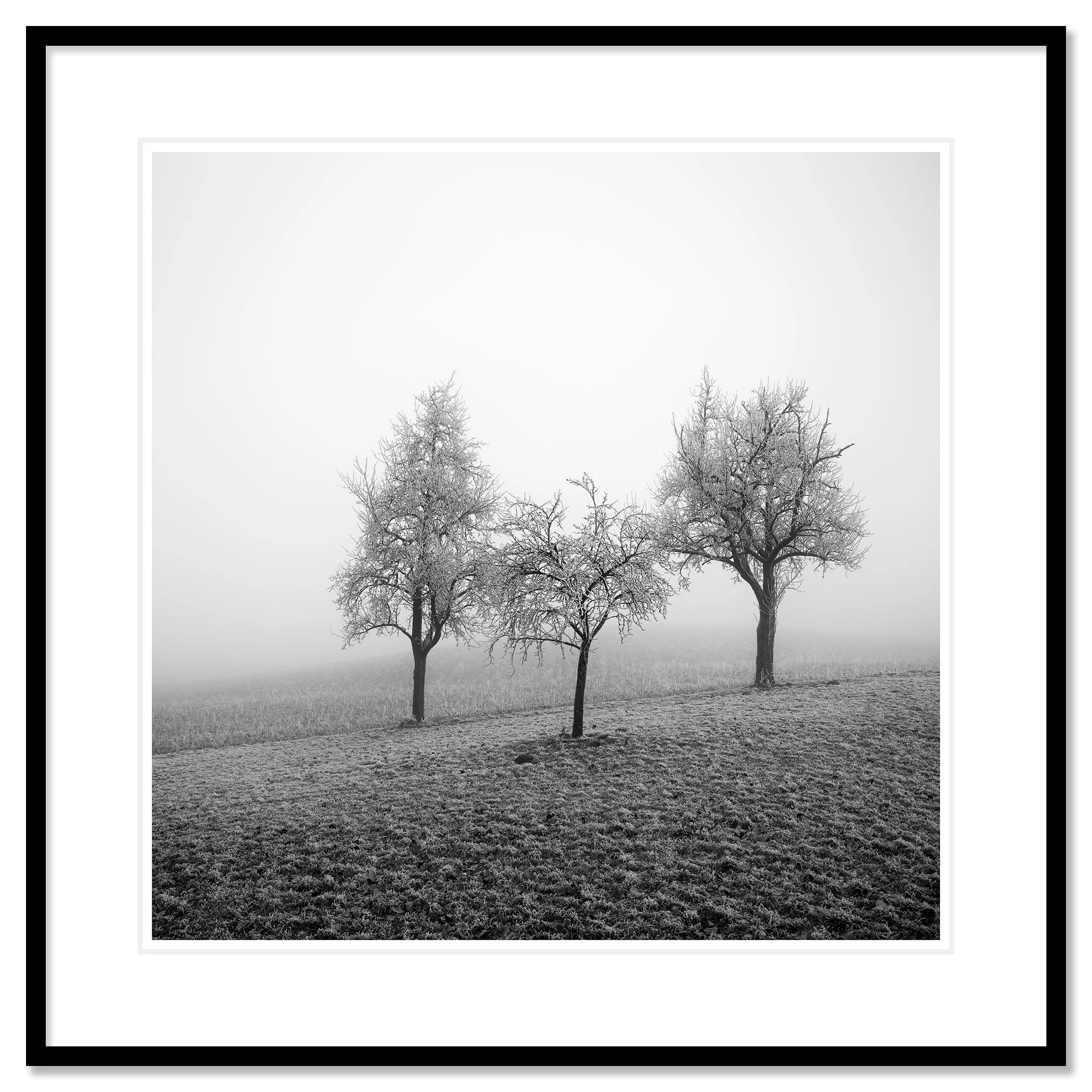 Three frost-covered fruit trees in a misty winter landscape in Austria, presented in a black aluminium frame with a white mount by Gerald Berghammer.