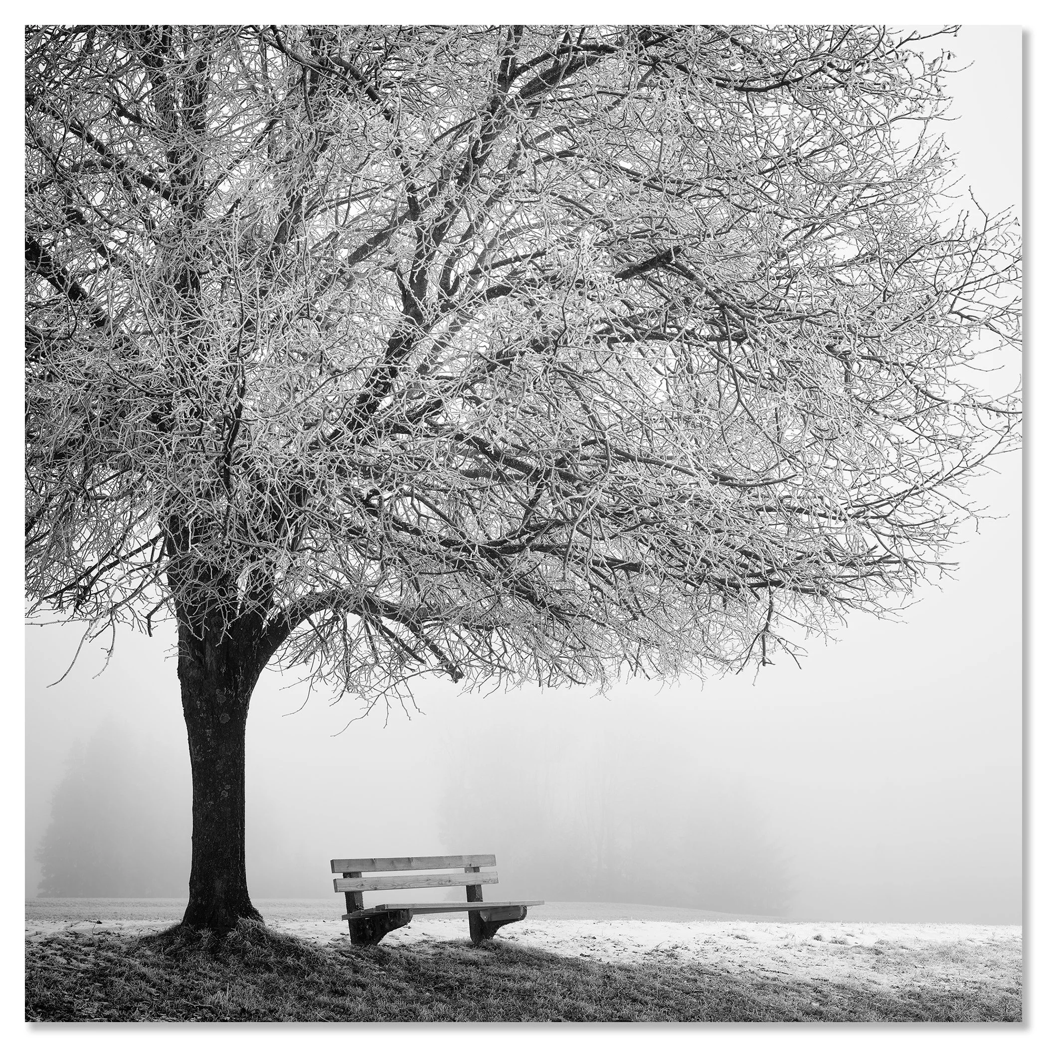Cold Foggy Winter Morning Study 1, frost-covered tree and bench, frameless aluminium Dibond print by Gerald Berghammer.