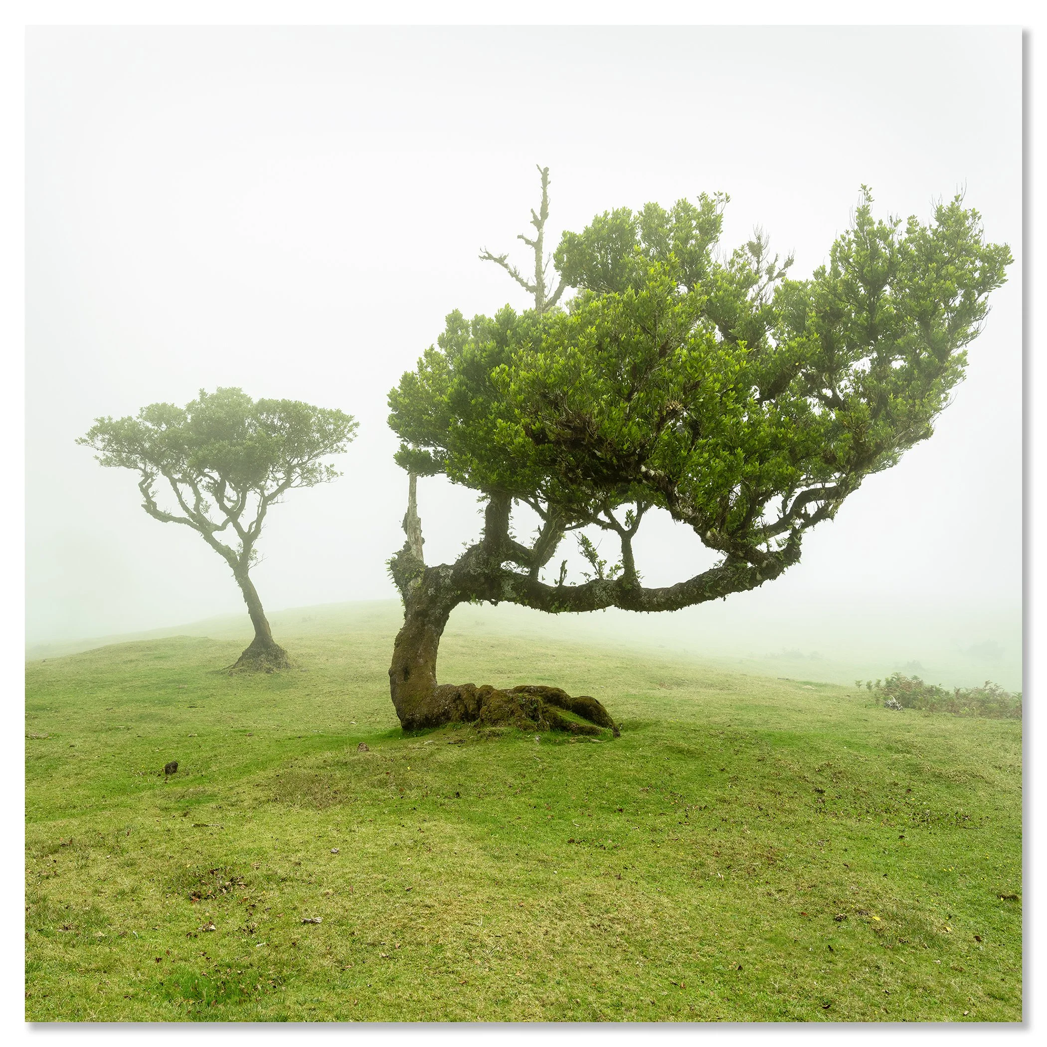 Foggy meadow in Madeira, Portugal with two trees; one with a curved trunk and dense green foliage – dibond frameless