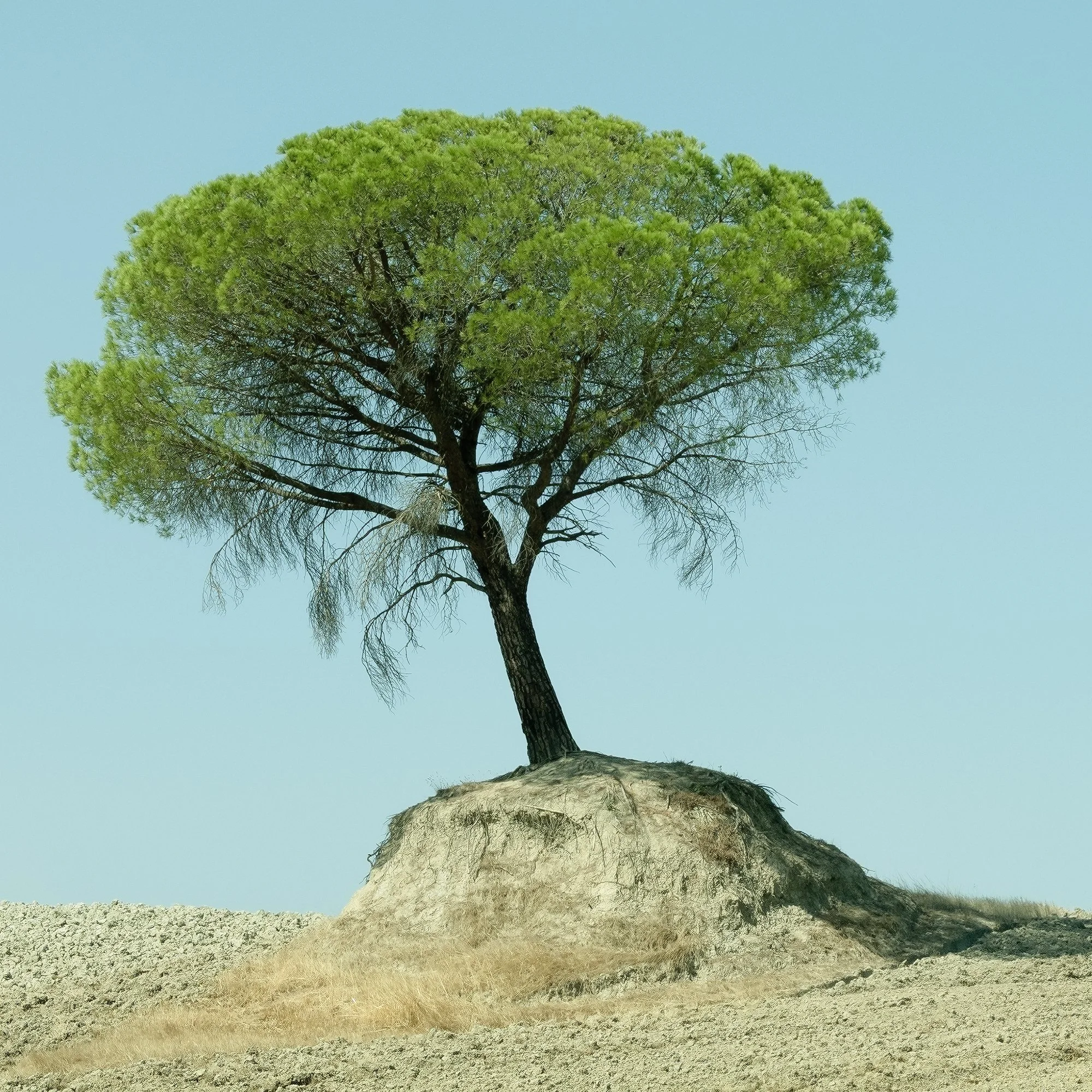© 2021 Gerald Berghammer - Color minimalist Tuscany photo. Single tree growing on a small mound in a barren landscape under a blue sky with a few white clouds. Print detail 3