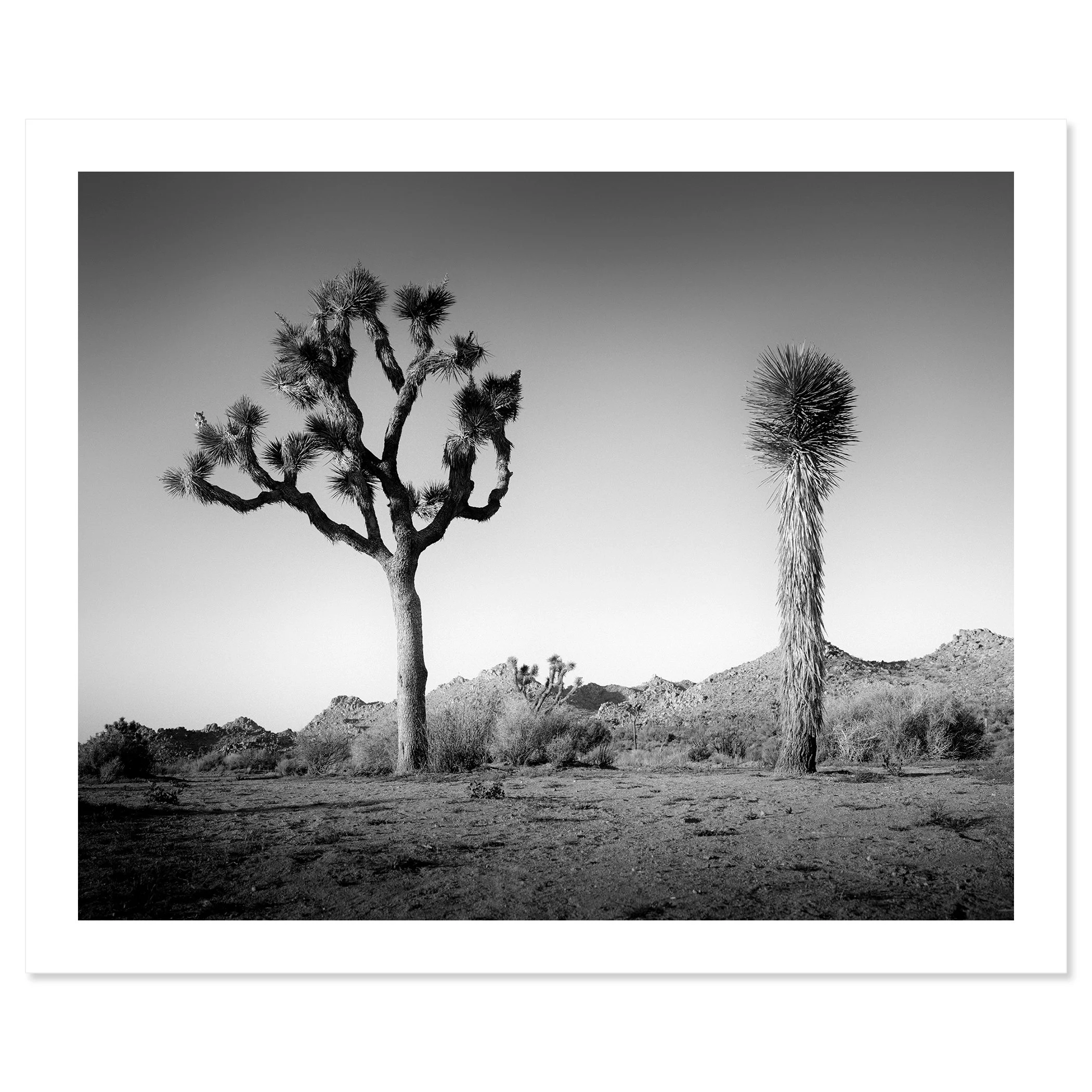 © 2015 Gerald Berghammer - Black and white photo of a desert landscape with two Joshua trees and mountain ridges, California, USA. Fine art print only