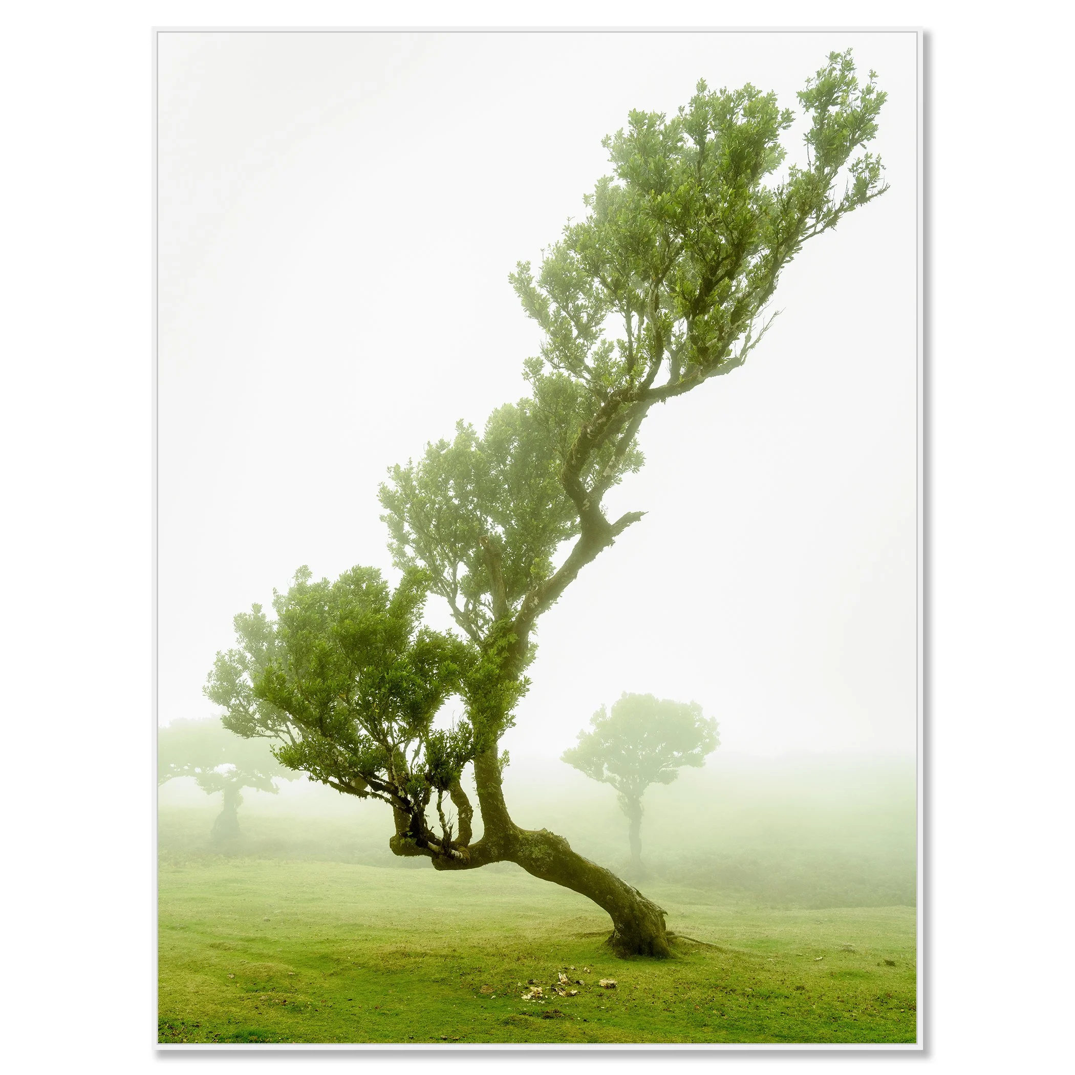 Bent, twisted tree with green leaves in a foggy woodland landscape – framed ArtBox white