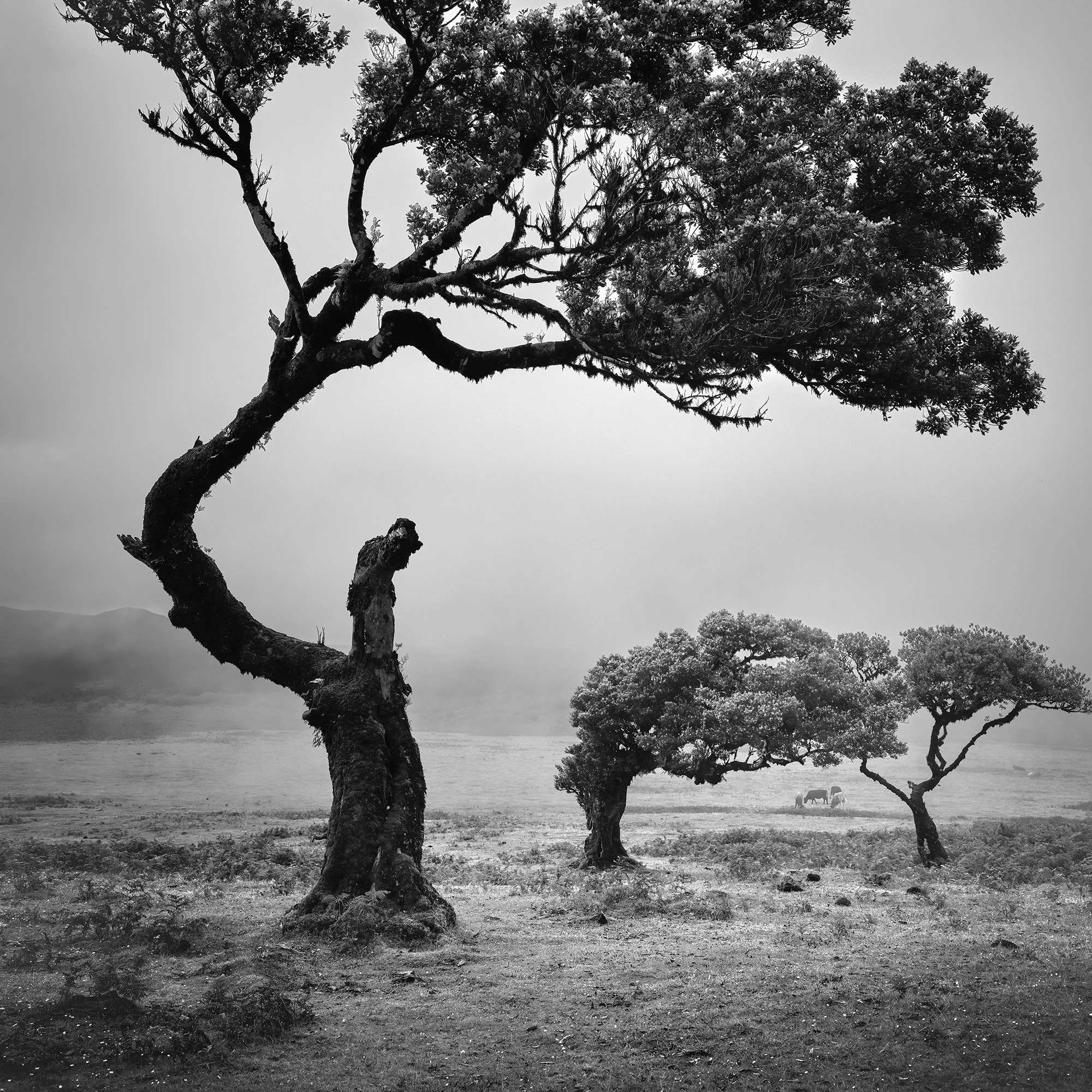 Ancient Laurisilva Forest Study 5 by Gerald Berghammer, detail of sculptural laurel trees and grazing cows in the misty Fanal landscape.