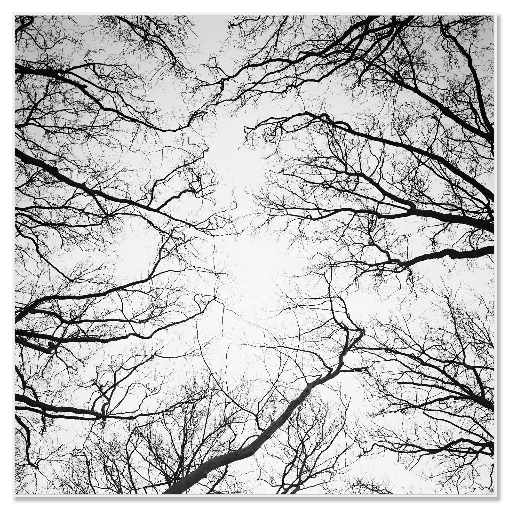© 2017 Gerald Berghammer - Black and white abstract landscape photography. Leafless tree branches against a gray sky, looking up from the ground, Paris. Chromaluxe framed white