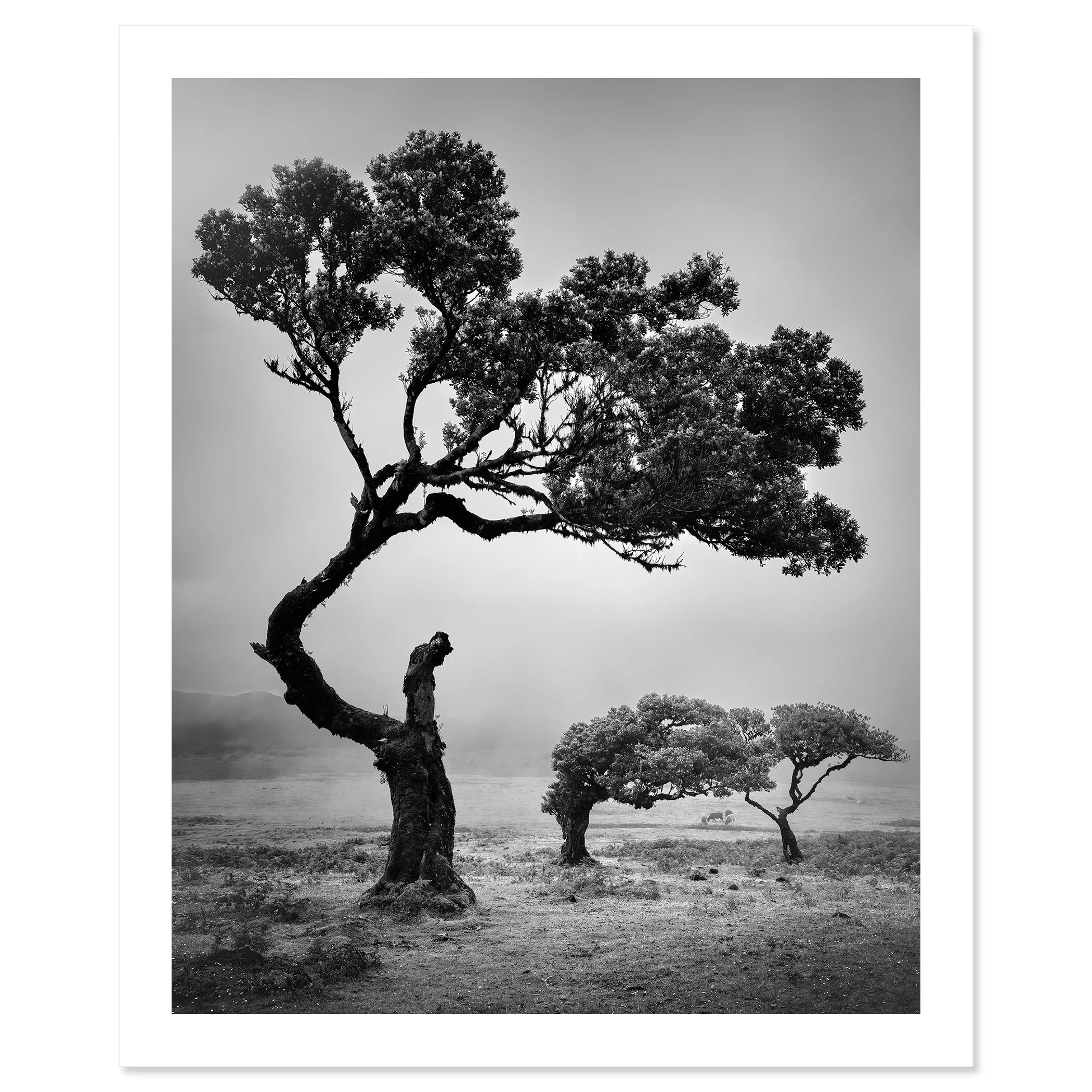 Ancient Laurisilva Forest Study 5 by Gerald Berghammer, black-and-white fine art print with white border, depicting laurel trees in Fanal, Madeira.
