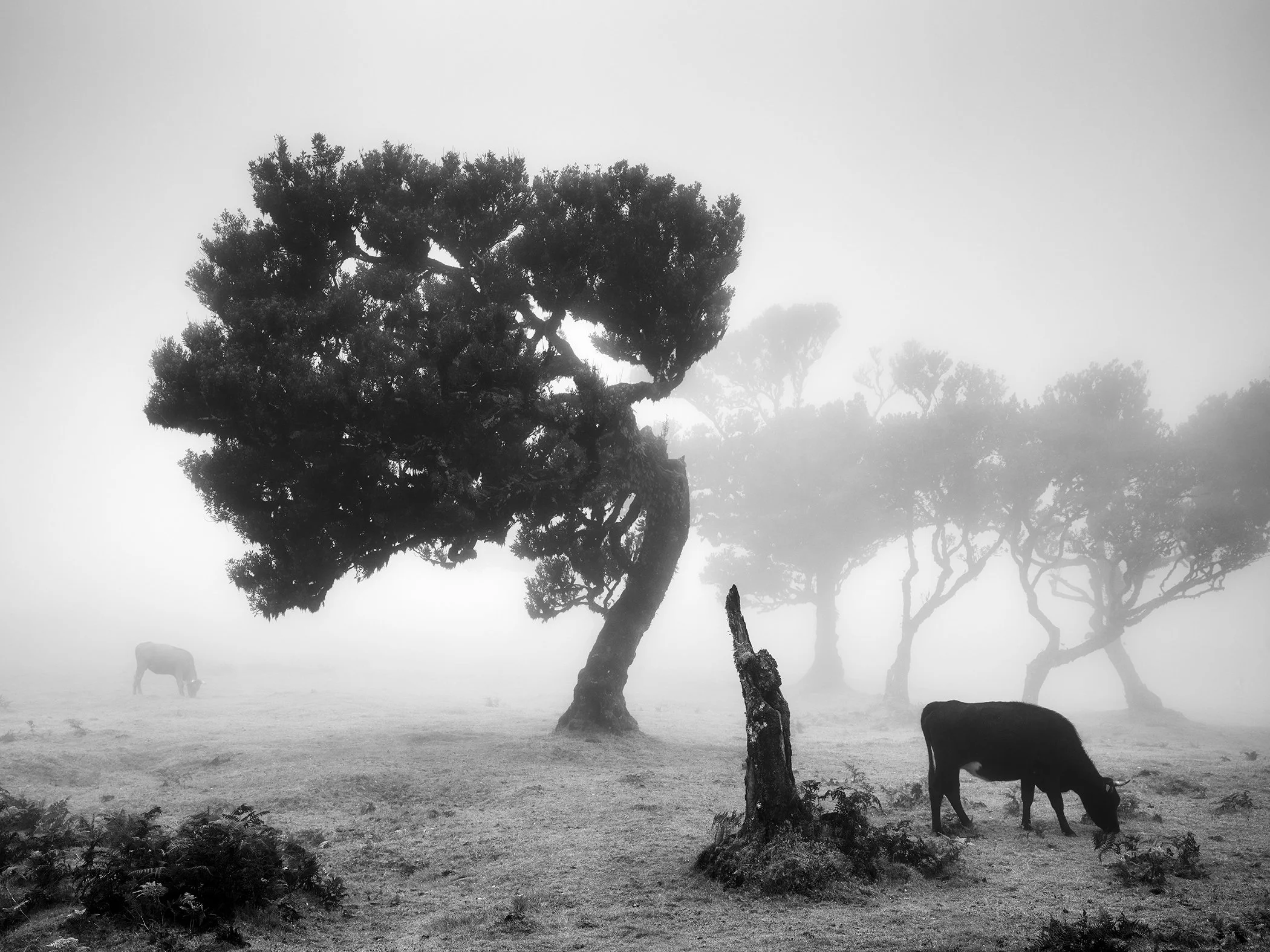 Cows on a Foggy Pasture, Study 1 – minimalist black-and-white photograph of grazing cattle and windswept trees in Fanal, Madeira, by Gerald Berghammer.