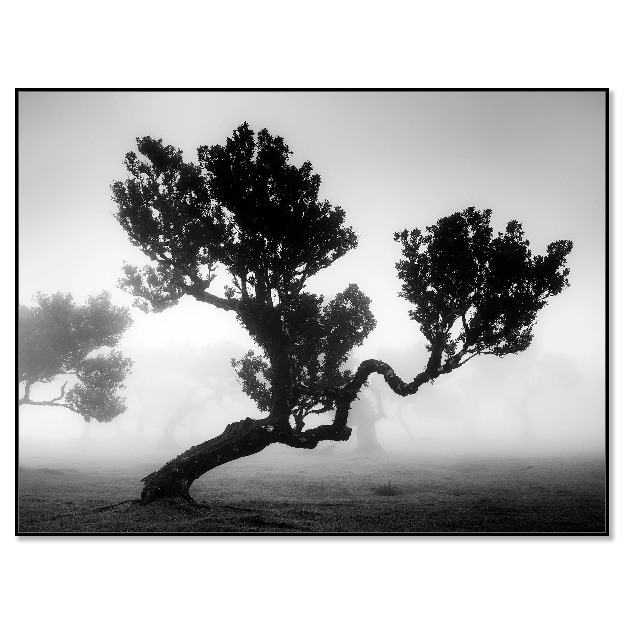 Ancient Laurisilva Forest, Study 3, black-and-white photograph in a black aluminium ArtBox frame.