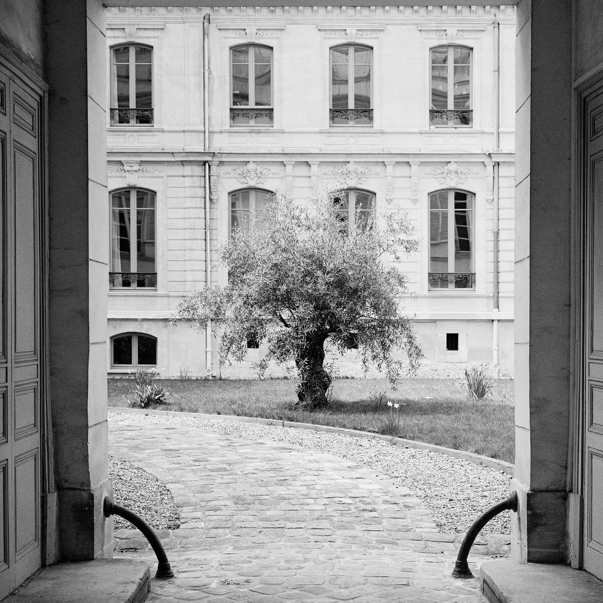 Detail of Tree in the Courtyard, showing the tonal structure of the black-and-white photograph by Gerald Berghammer.