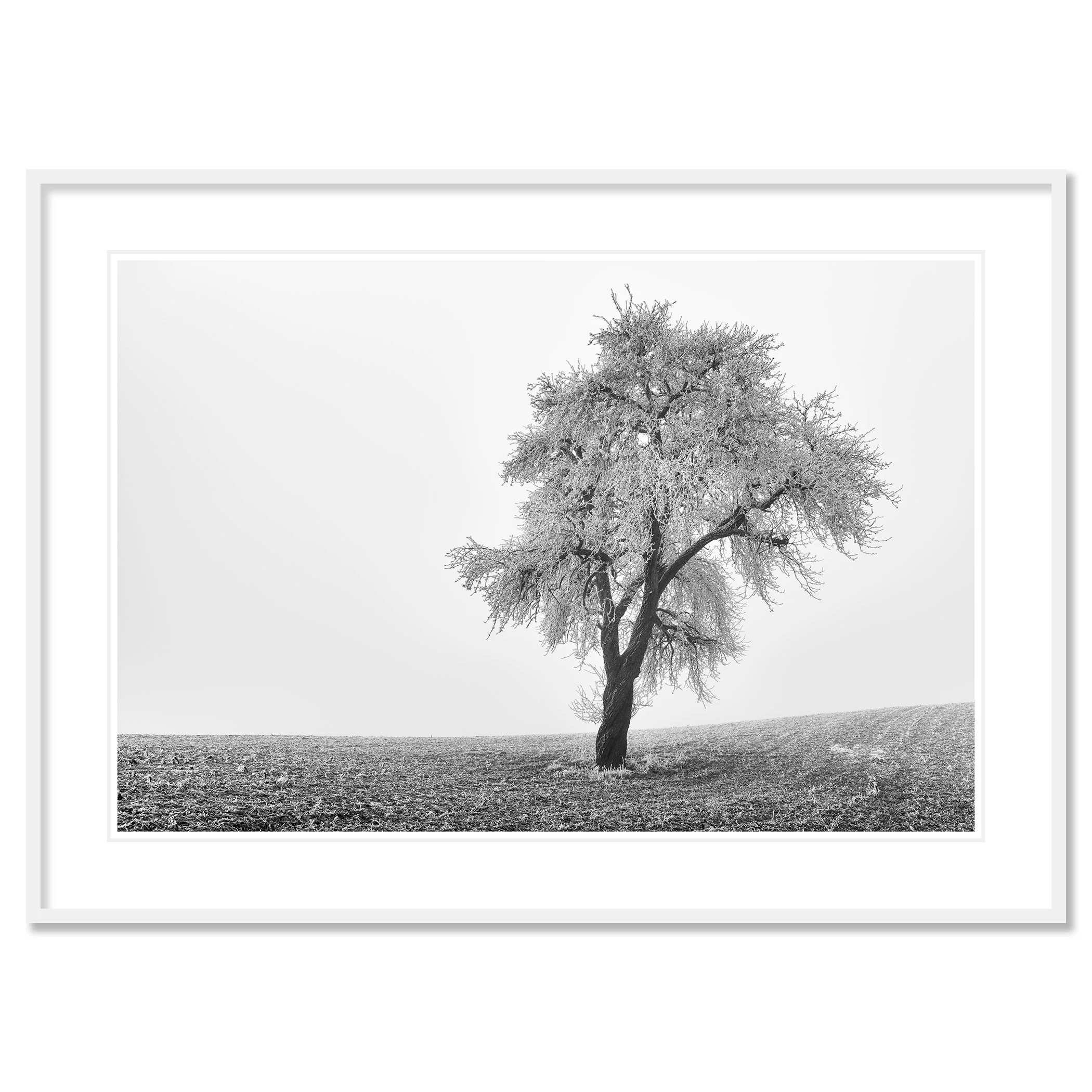 Tree in Frozen Field Study 1 – archival black-and-white fine art print in a white aluminium frame with a white mount.