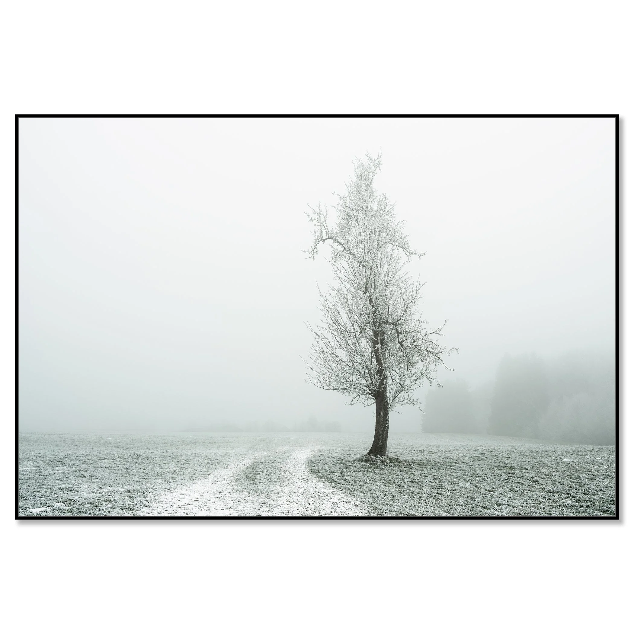 Lonely Tree on the White Path – Austria, colour photograph on Dibond in a black aluminium ArtBox.