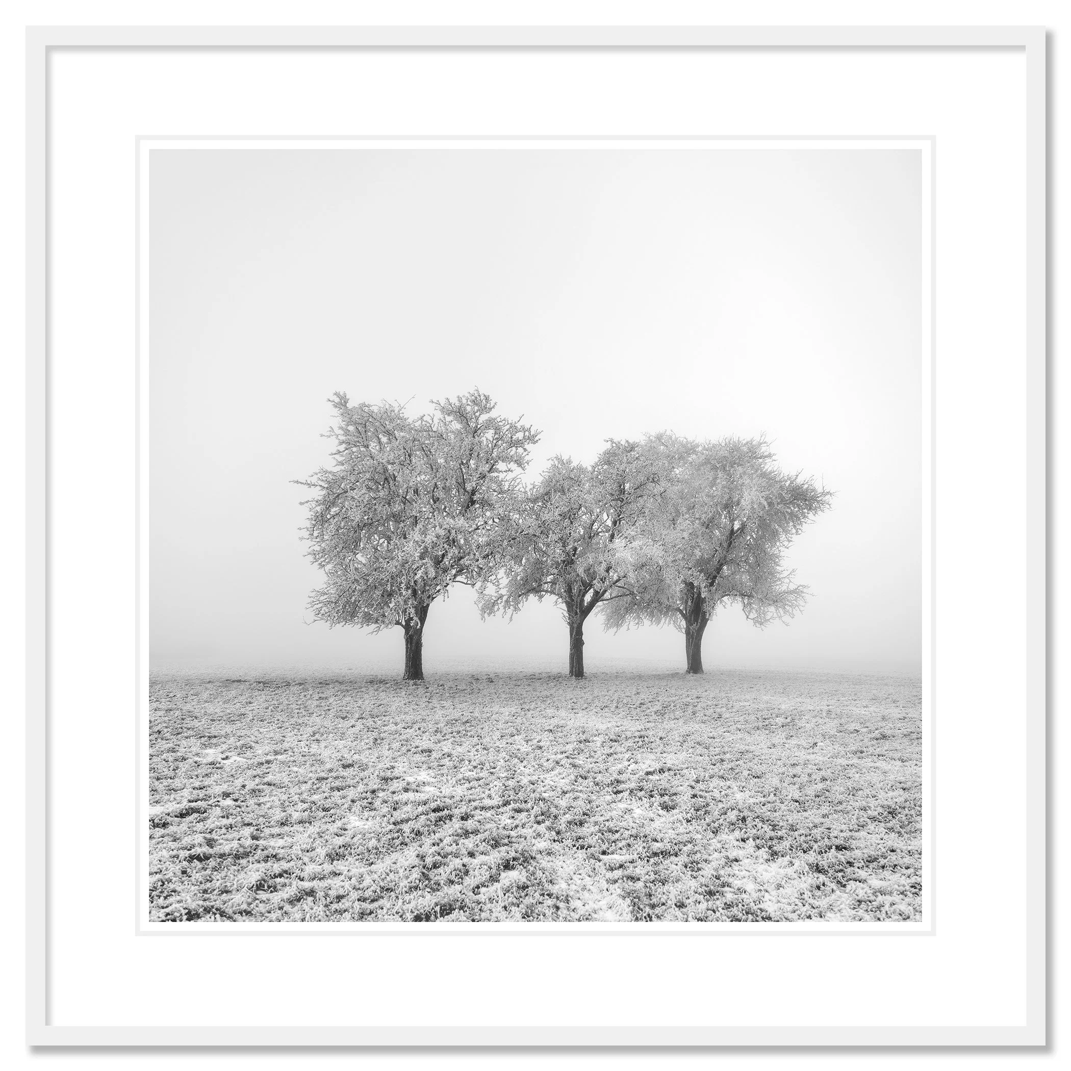 Frozen Apple Trees Study 1 – Austria, archival pigment print in a white aluminium frame with white mount by Gerald Berghammer.
