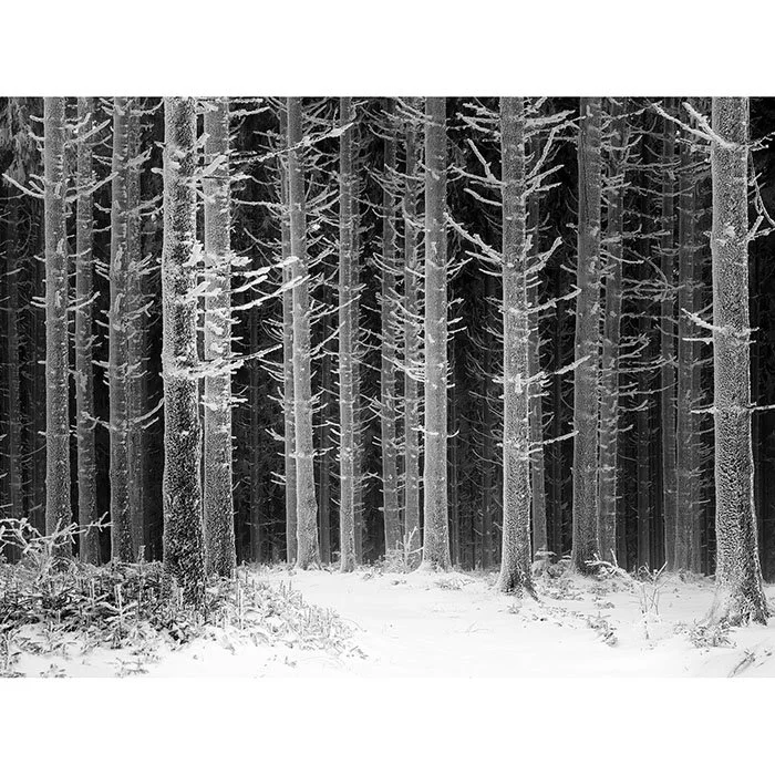 Path Through the Frosted Forest – Austria | Gerald Berghammer