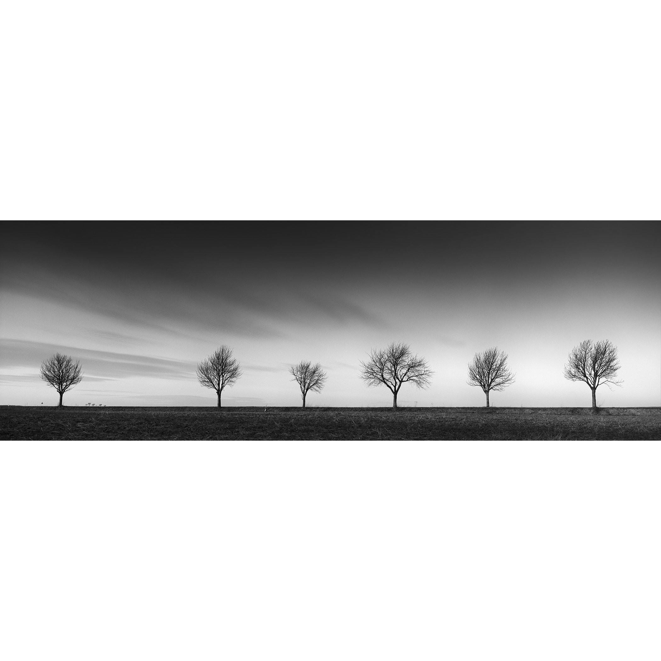 Gerald Berghammer - Black and white landscape panorama photography. Six leafless trees evenly spaced across a flat landscape under a dramatic, cloudy sky.