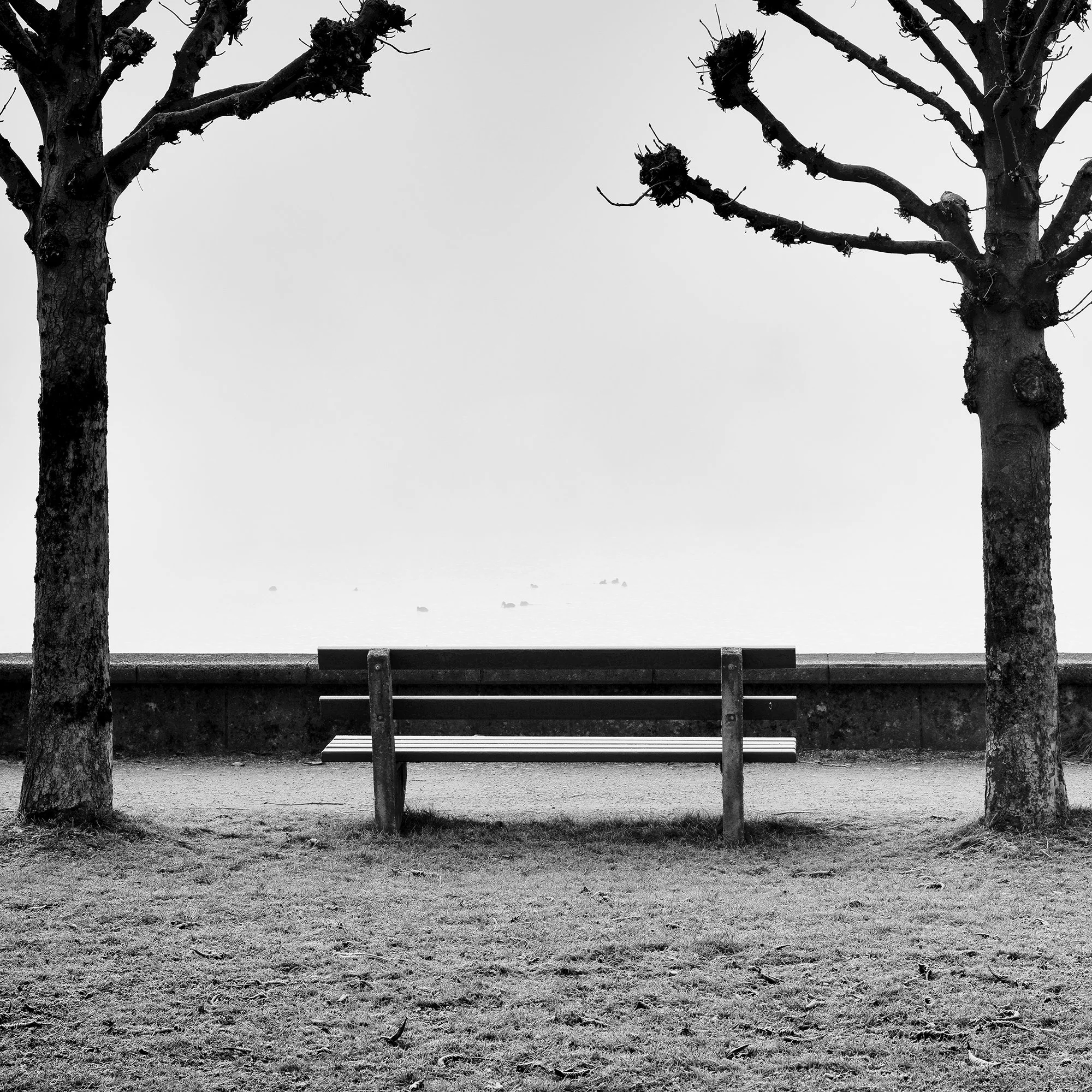 Chestnut Trees Along the Promenade by Gerald Berghammer, black-and-white detail of a solitary bench framed by two chestnut trees.