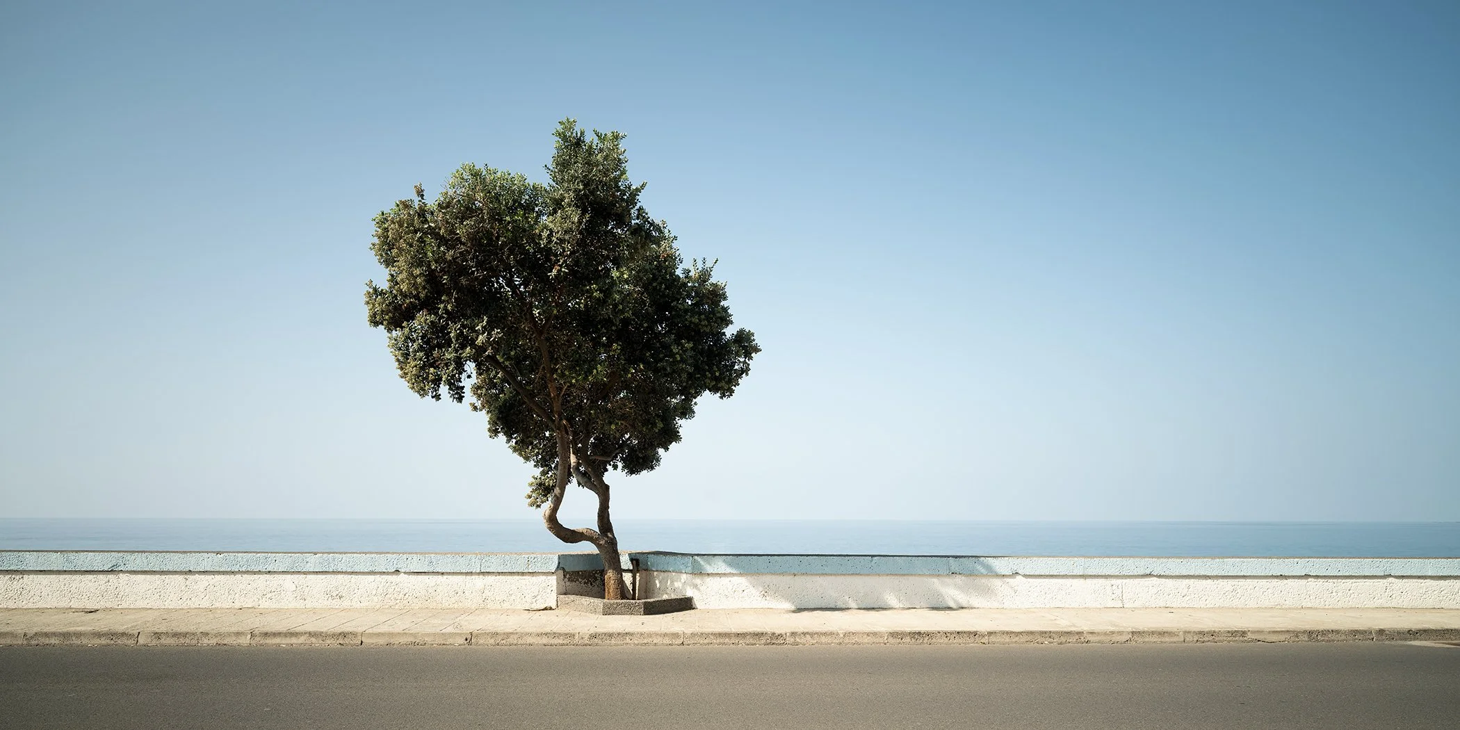 Solitary tree beside a quiet coastal road overlooking the calm blue sea