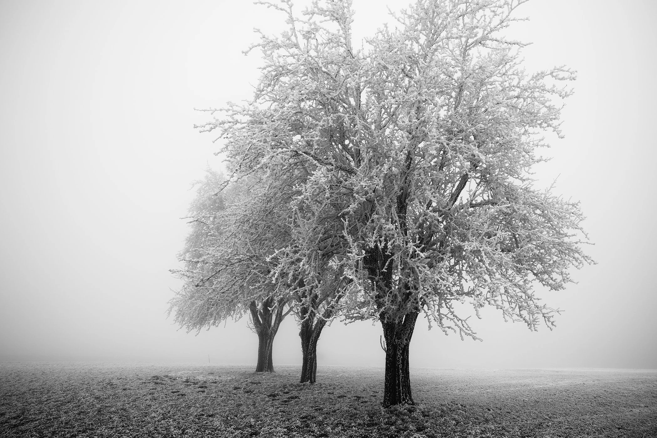Three snow-covered apple trees in a foggy winter landscape with a minimalist rural atmosphere.