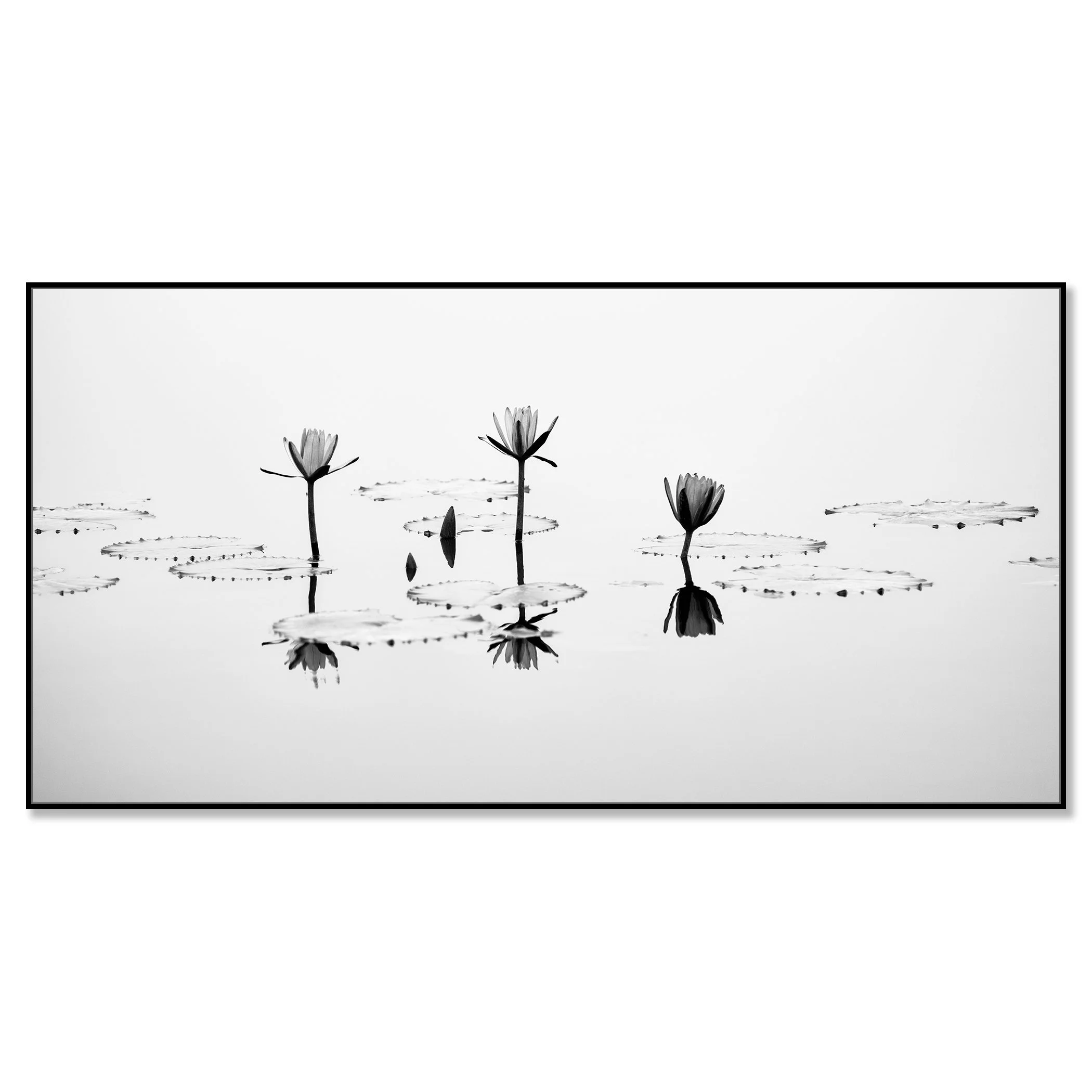 Fine art black and white image of lotus flowers on a tranquil lake surface – framed ArtBox black
