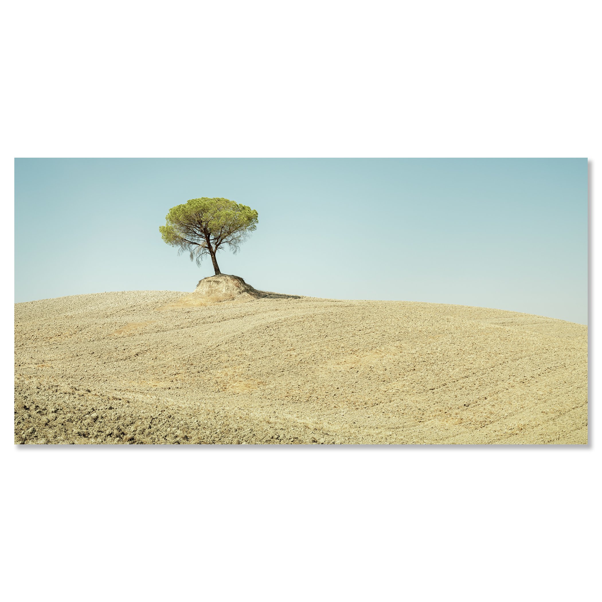 Italian Stone Pines, Study 6 – colour photograph mounted on aluminium Dibond and shown frameless. Photo by Gerald Berghammer.