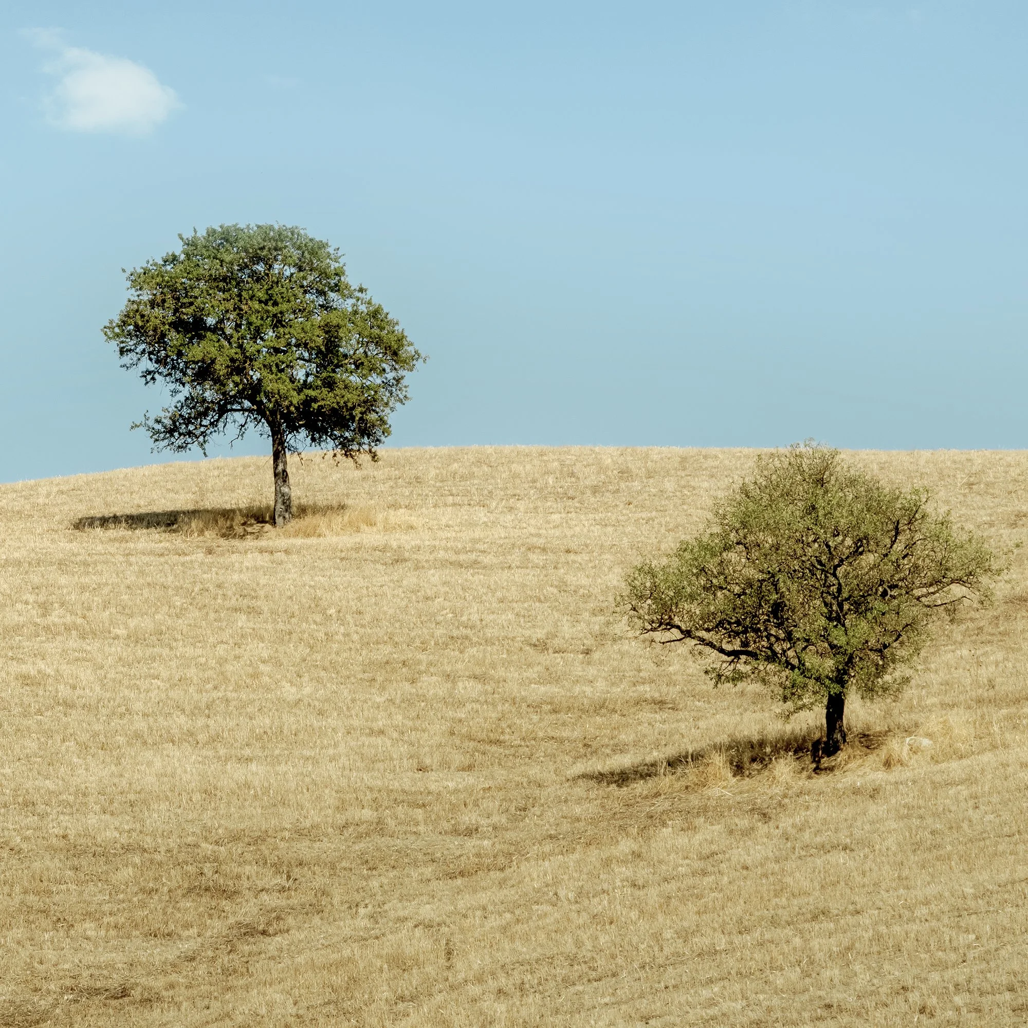 © 2021 Gerald Berghammer - Color minimalist Tuscany landscape photography. Two trees on a grassy hill under a blue sky with white clouds. Print detail 3