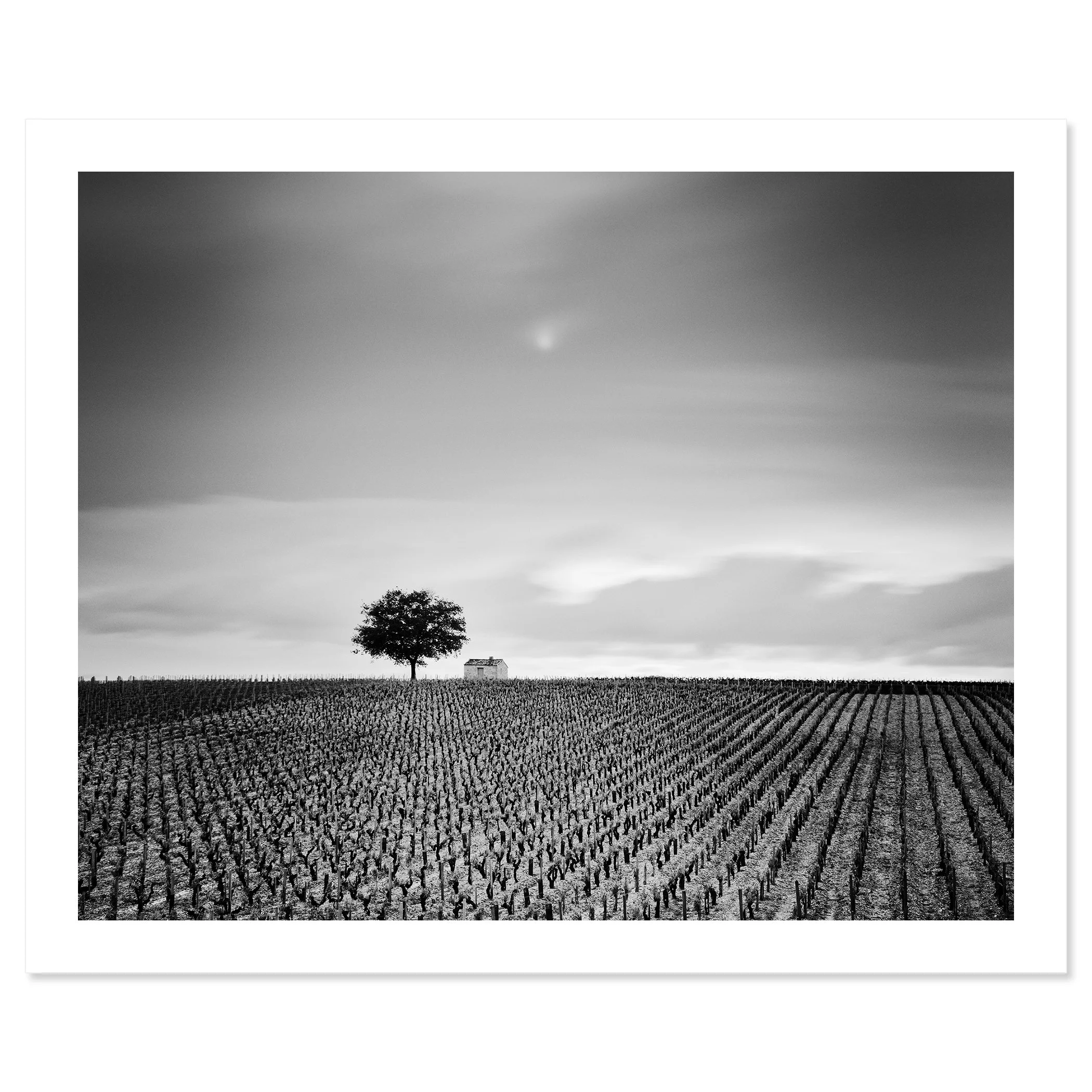Champagne Paradise Study 2 fine art print of a vineyard in Champagne, France, by Gerald Berghammer