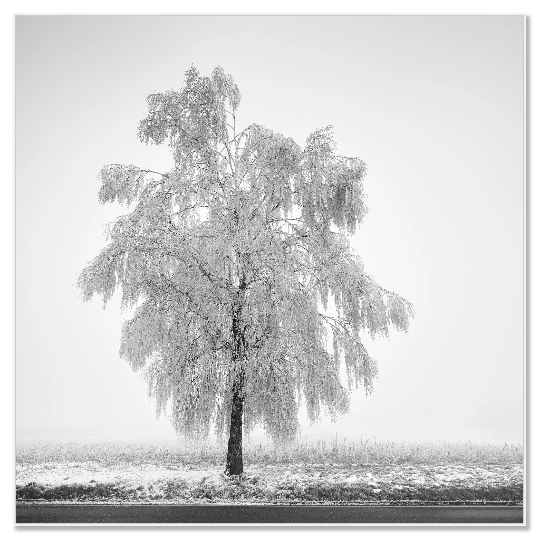 Frozen Birch Tree Study 1 by Gerald Berghammer, frost-covered tree photograph mounted on aluminium Dibond in a white ArtBox frame.