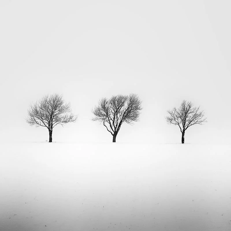 Three Trees in a Snowy Field, Study 2 – Austria | Gerald Berghammer