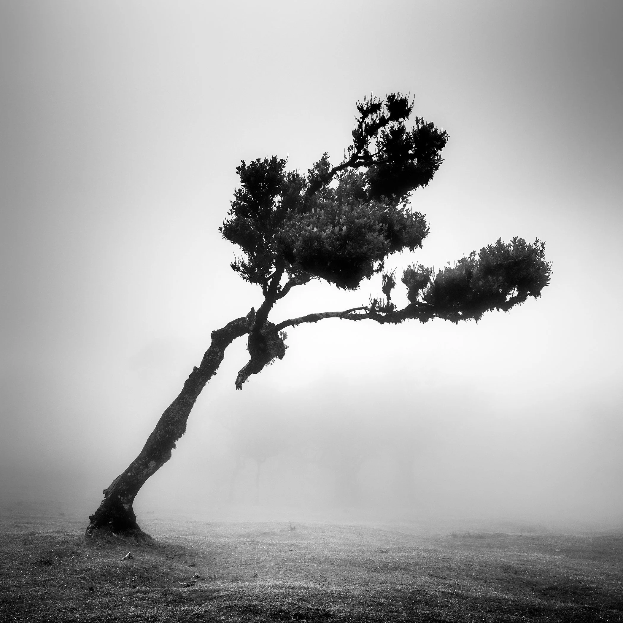 Lone twisted tree in dense fog, captured in a moody black-and-white fine art photograph.
