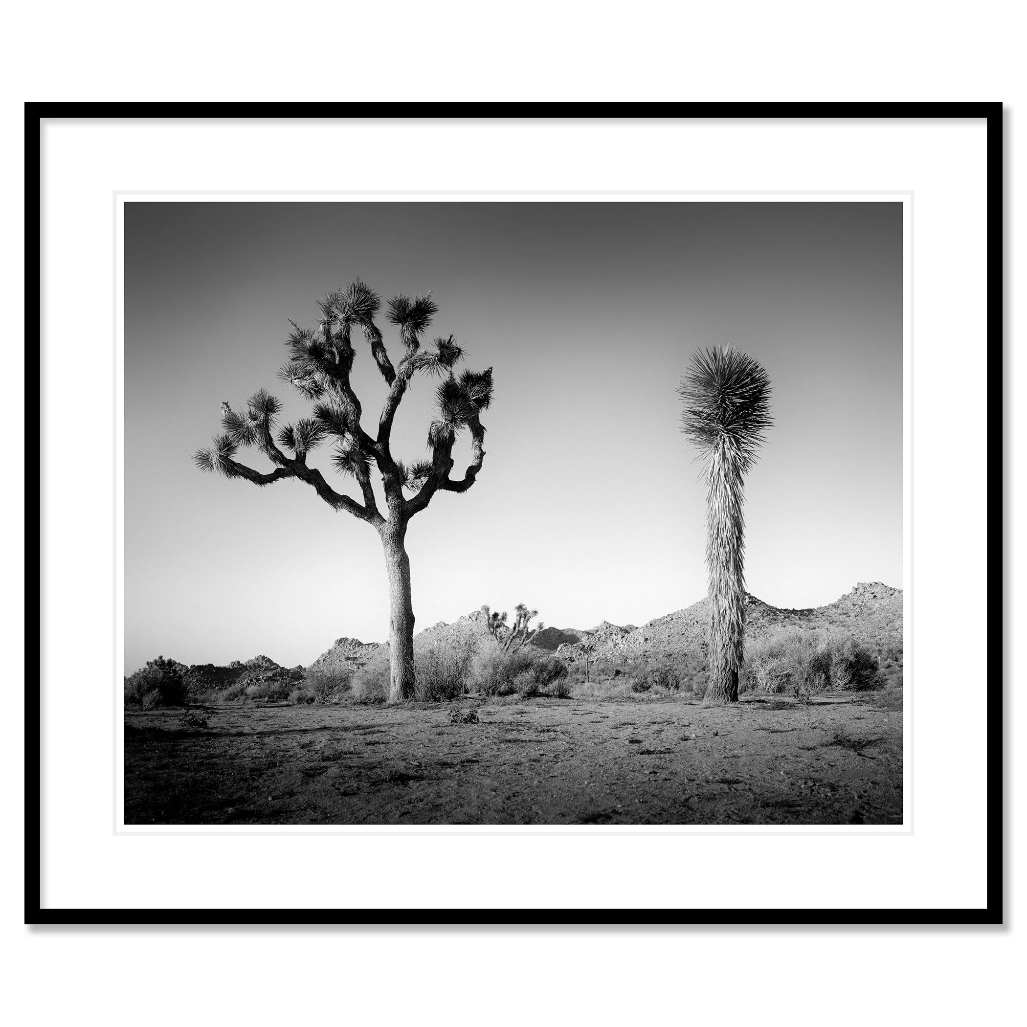 © 2015 Gerald Berghammer - Black and white photo of a desert landscape with two Joshua trees and mountain ridges, California, USA. Classic framed black