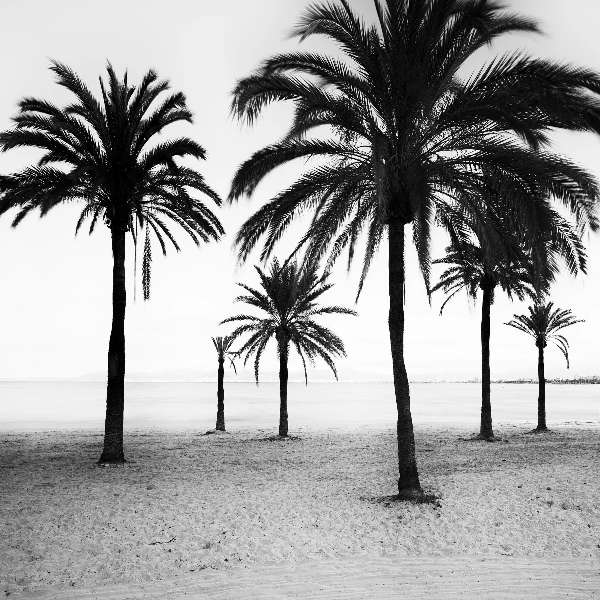 Minimalist black-and-white landscape photography: palm trees lining a beach shoreline, ocean in the background.