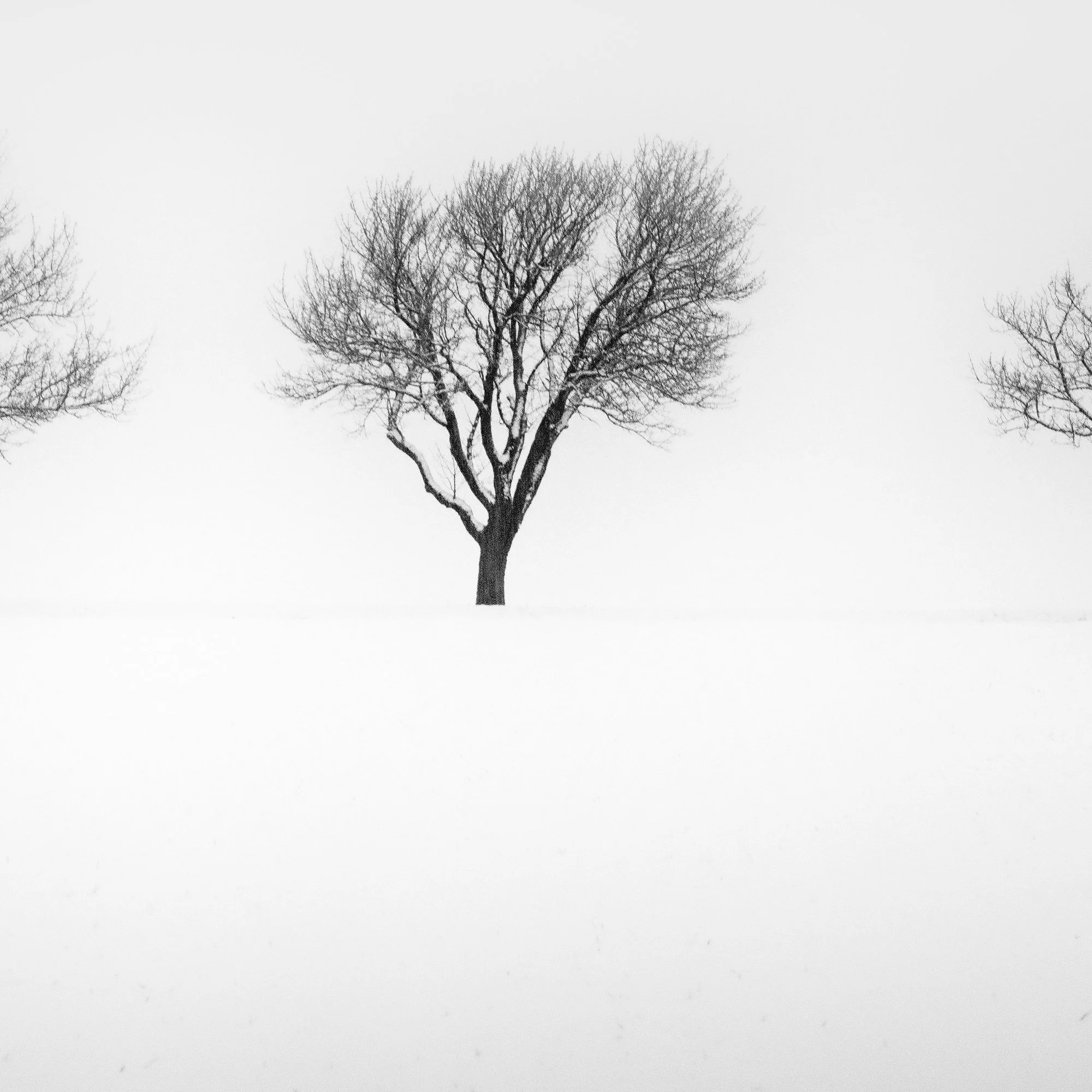 Detail of Three Trees in a Snowy Field, Study 2 showing analogue grain and tonal detail by Gerald Berghammer.