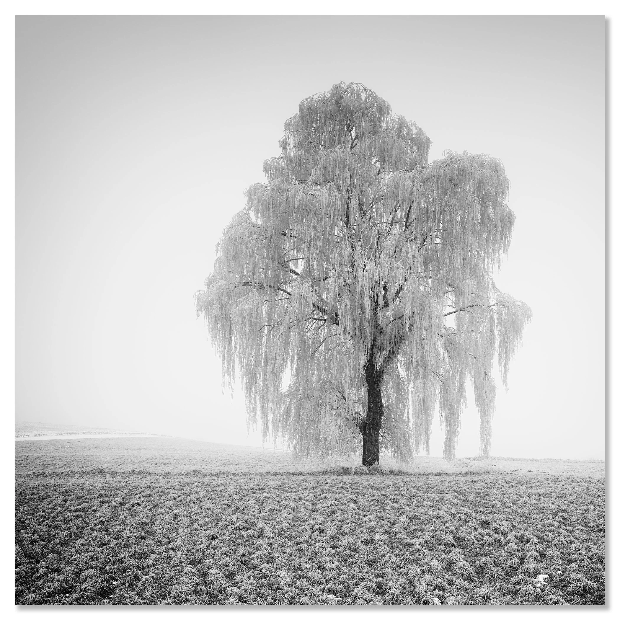 Frozen Willow Tree Study 1 presented as a frameless black-and-white fine art print by Gerald Berghammer.