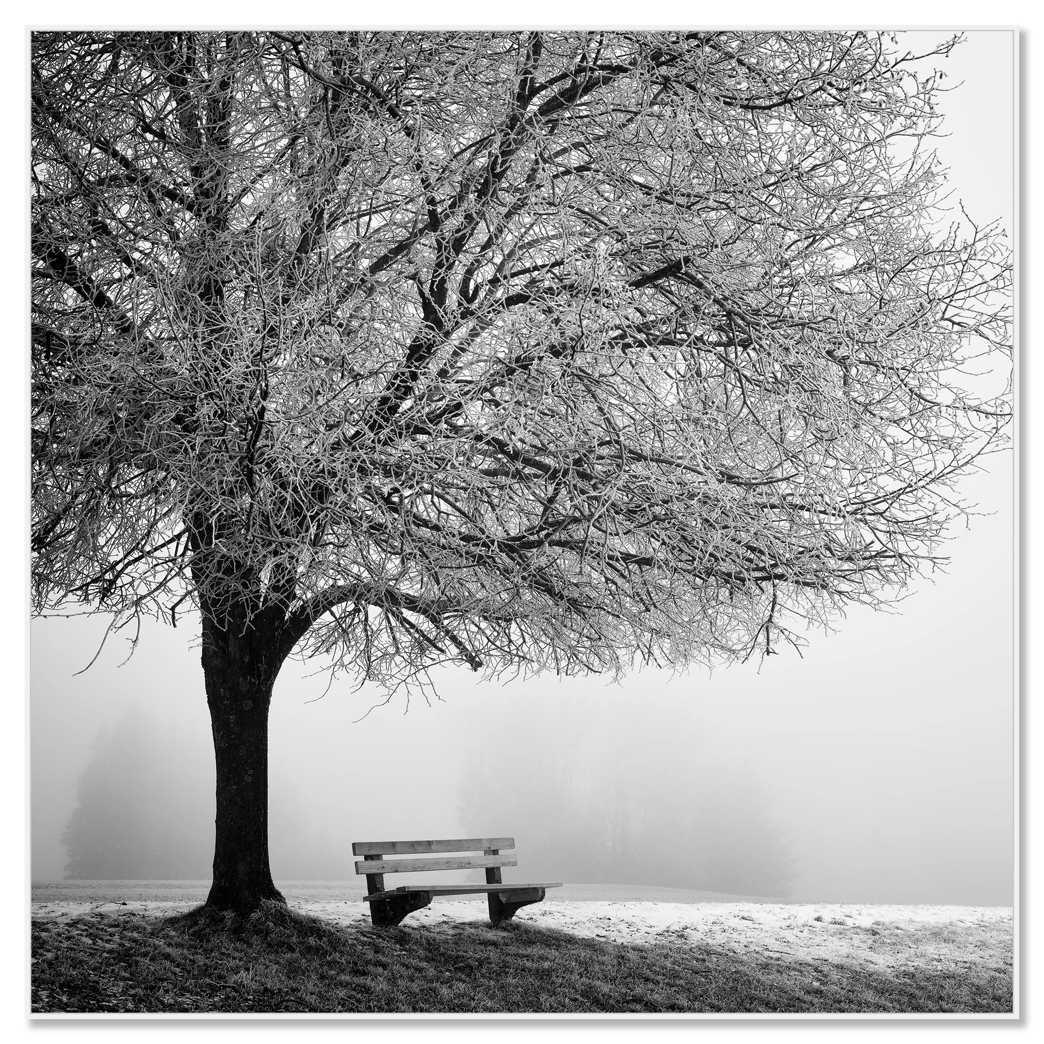 Frost-covered tree above a park bench in a quiet, misty winter landscape – framed ArtBox white