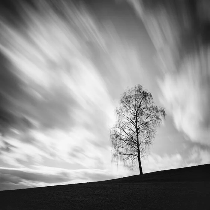 Black Birch – Austria | Gerald Berghammer