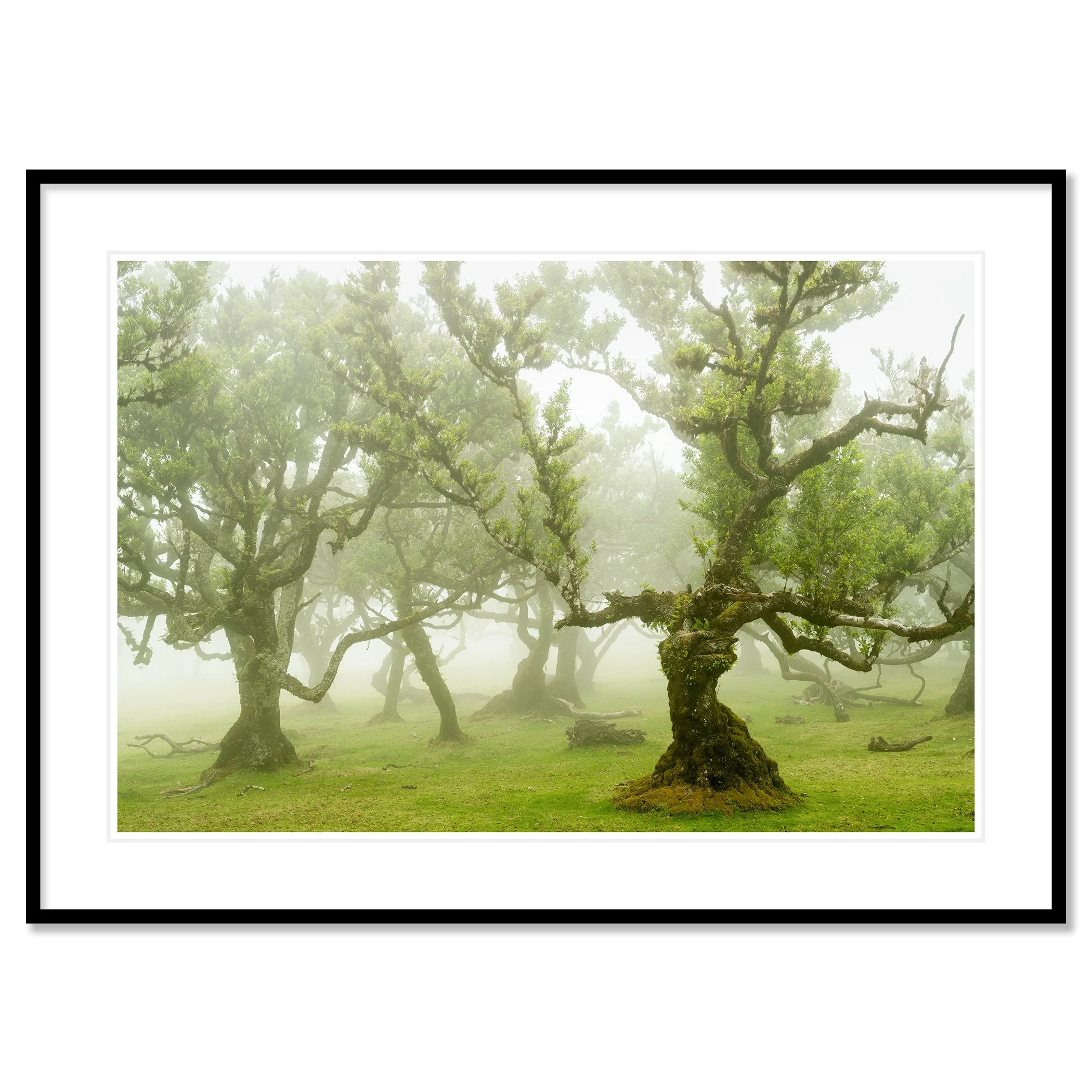© 2021 Gerald Berghammer - A foggy forest of ancient, twisted trees with vibrant green leaves and moss-covered trunks. Classic framed black