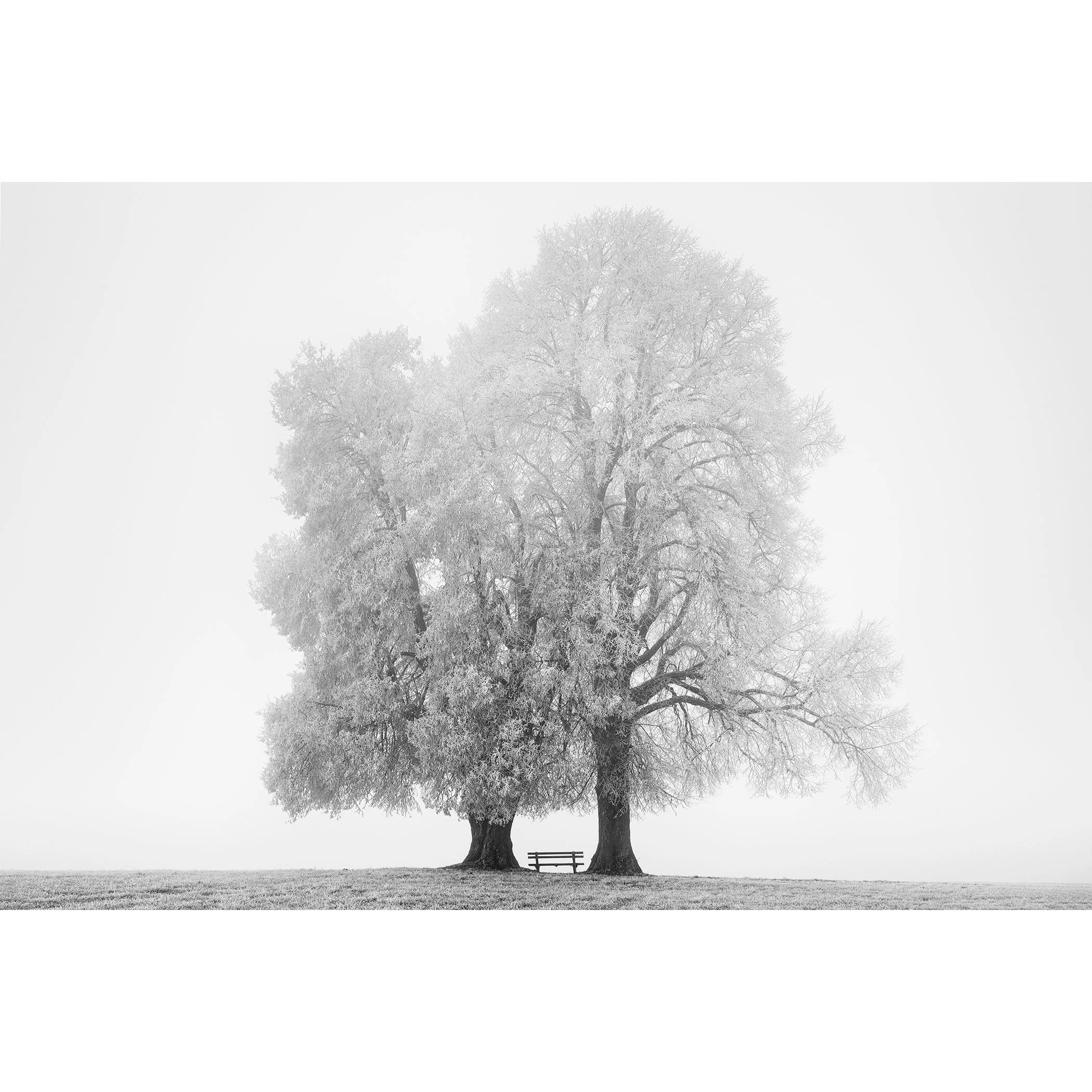 Gerald Berghammer - Black and white snow landscape photography. Two large, leafless trees with a small bench between them on a grassy field.