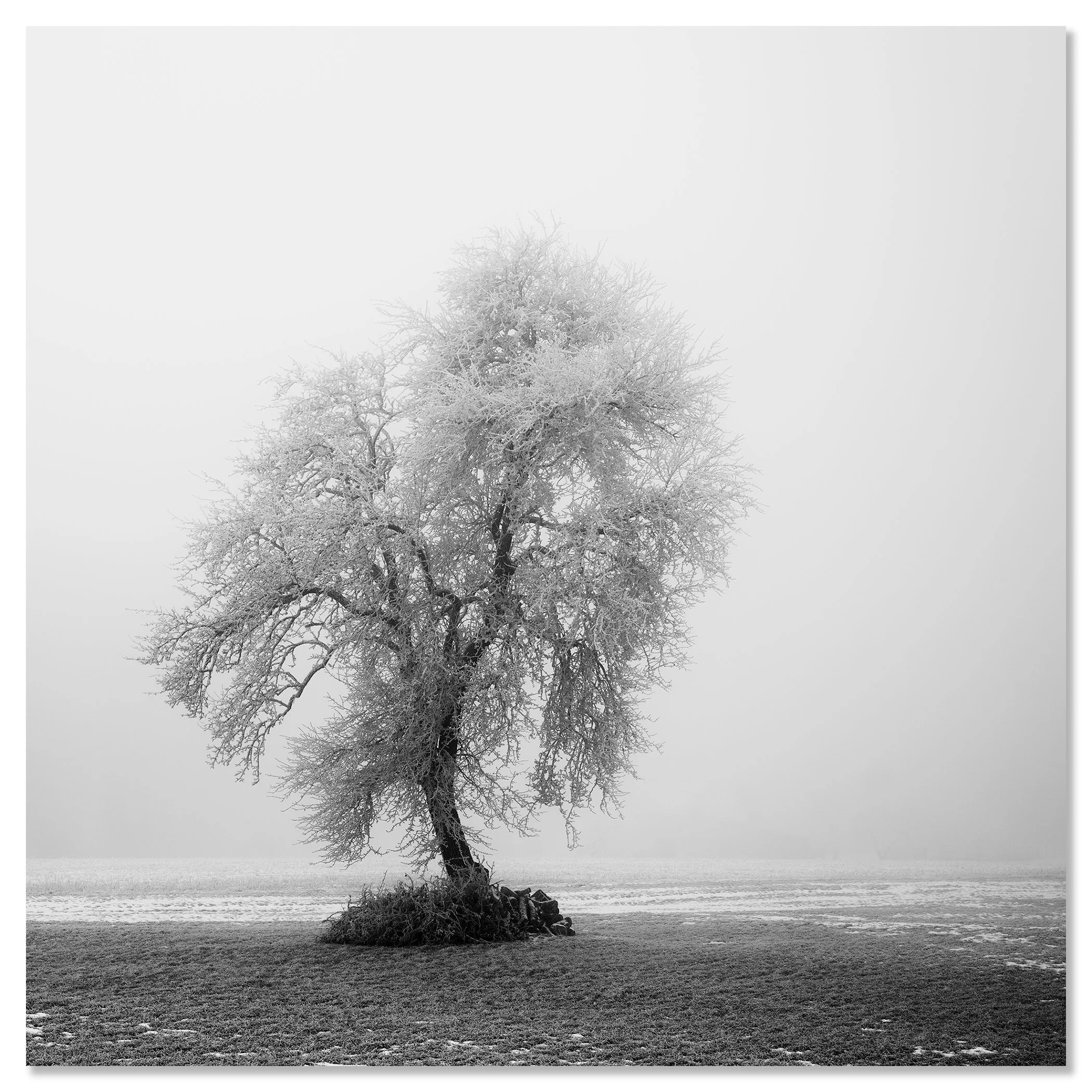Black and white photograph of a frost-covered tree standing alone in a misty winter field – dibond frameless