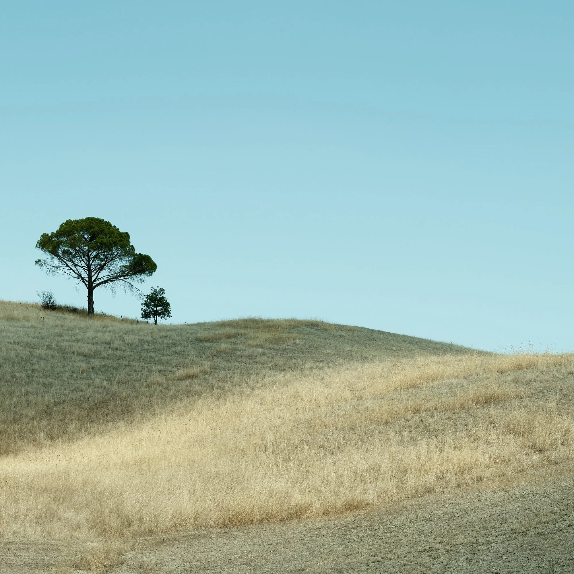 © 2021 Gerald Berghammer - Color Tuscany landscape photography. Landscape with rolling hills, a single tree, a huge cloud, and a field of dry grass. Print detail 2