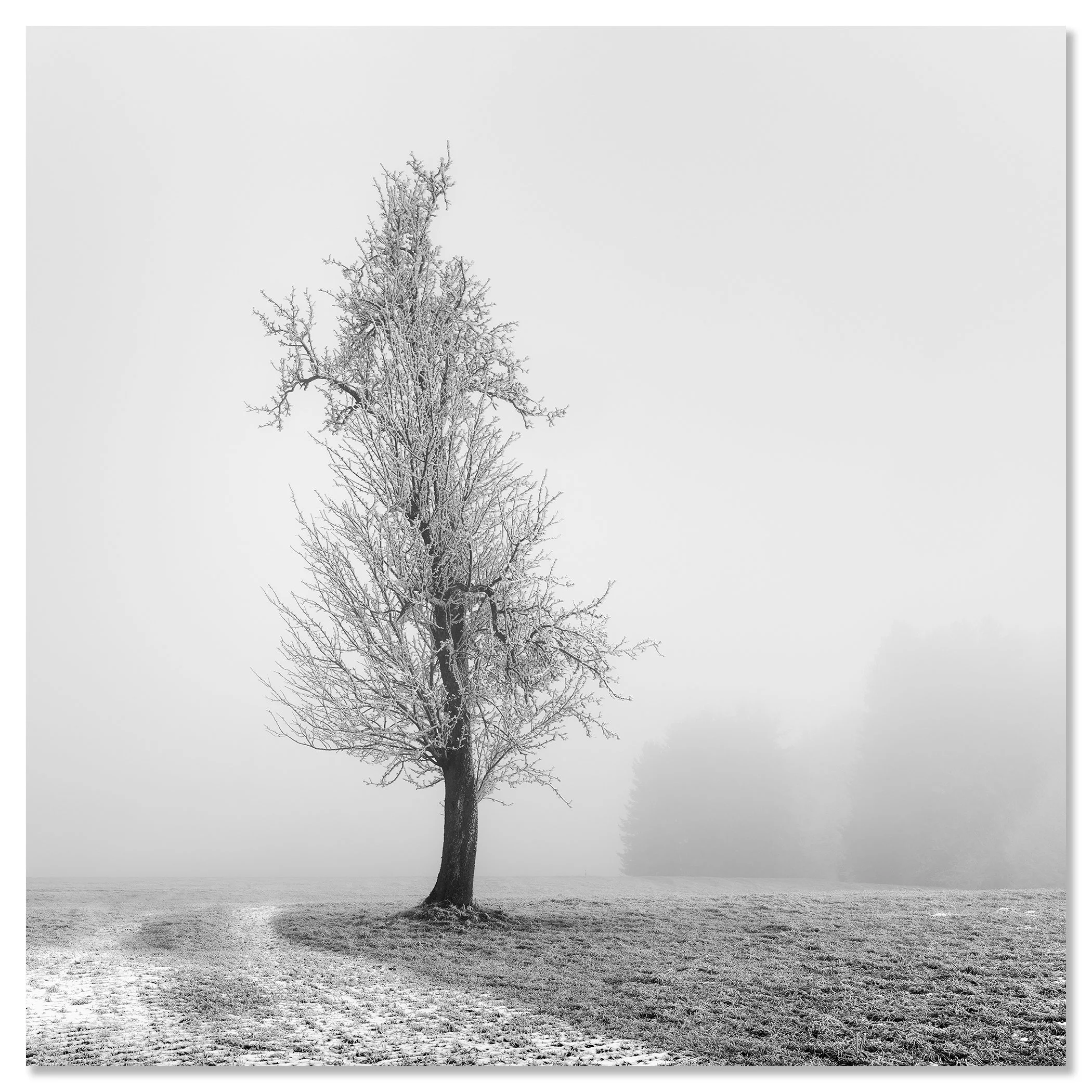 Frozen Farmland Study 1 as a frameless black-and-white aluminium Dibond print by Gerald Berghammer.