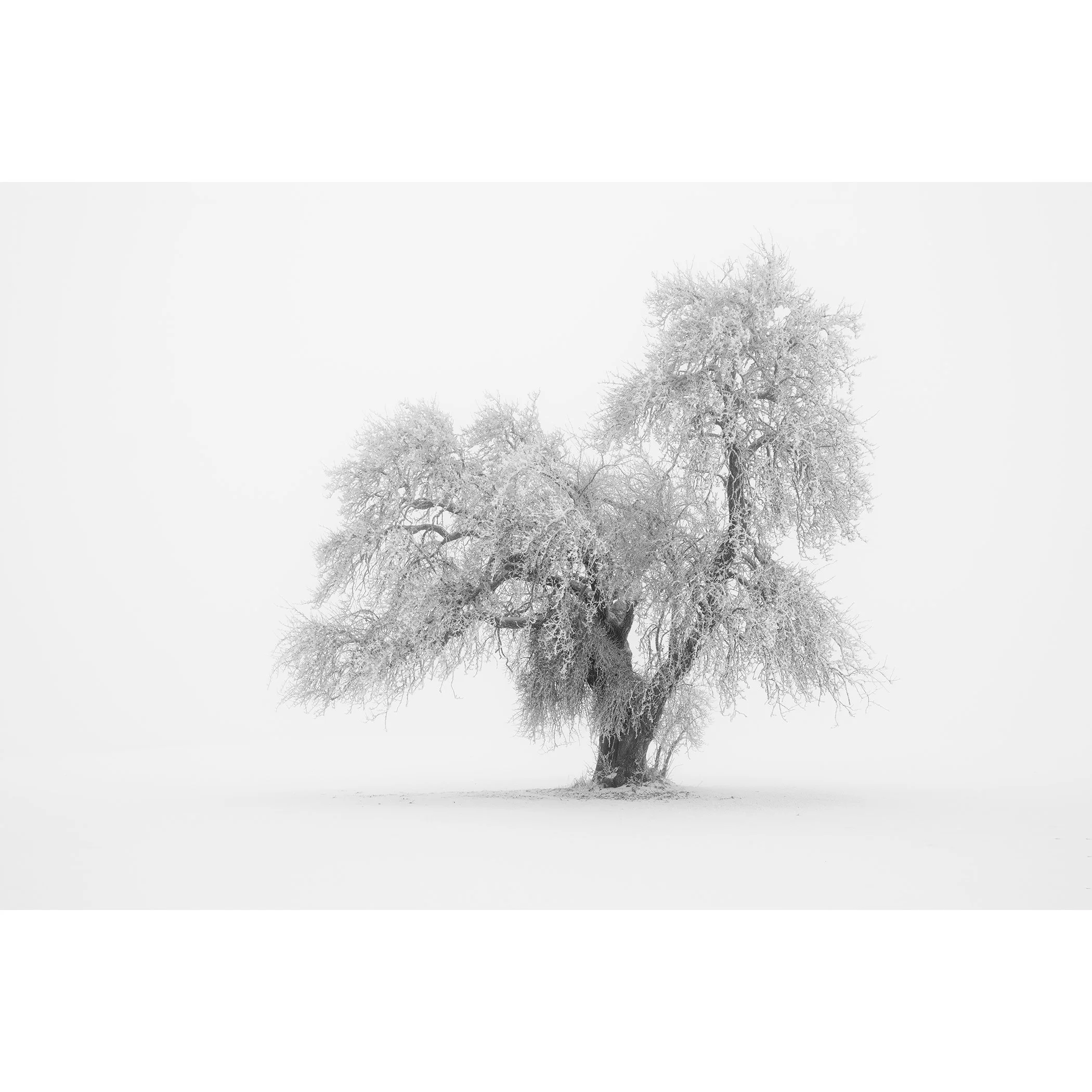 Minimalist Winter Tree Study 1 by Gerald Berghammer, minimalist black-and-white photograph of a solitary frost-covered tree in an Austrian winter landscape.
