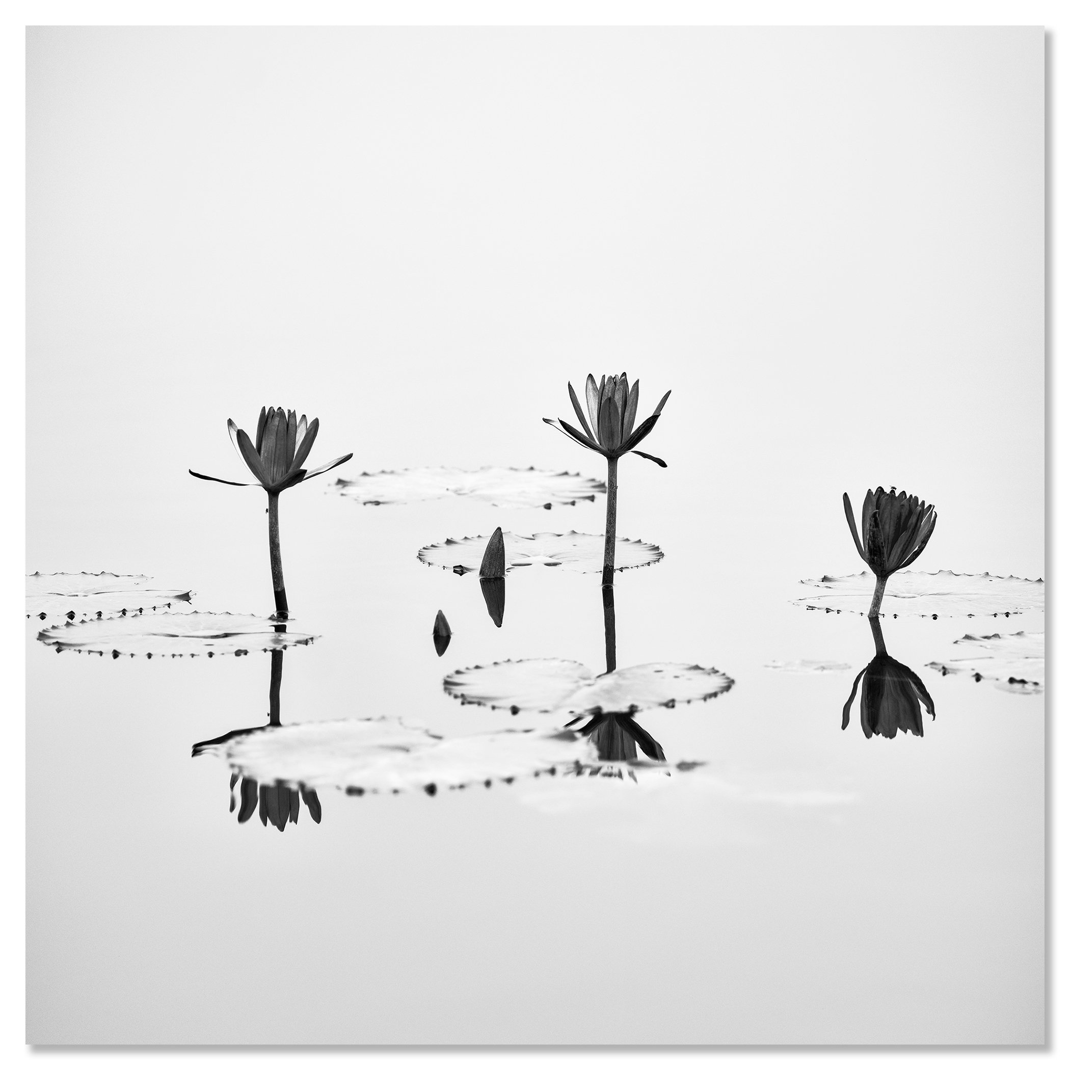 Three lotus flowers with green leaves on a calm river in the Mekong Delta, reflected in the water – dibond frameless