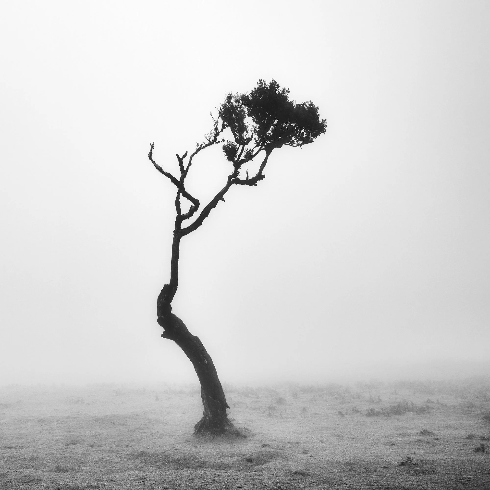 Detail of the asymmetrical crown and windswept branches of a solitary tree in Madeira by Gerald Berghammer.