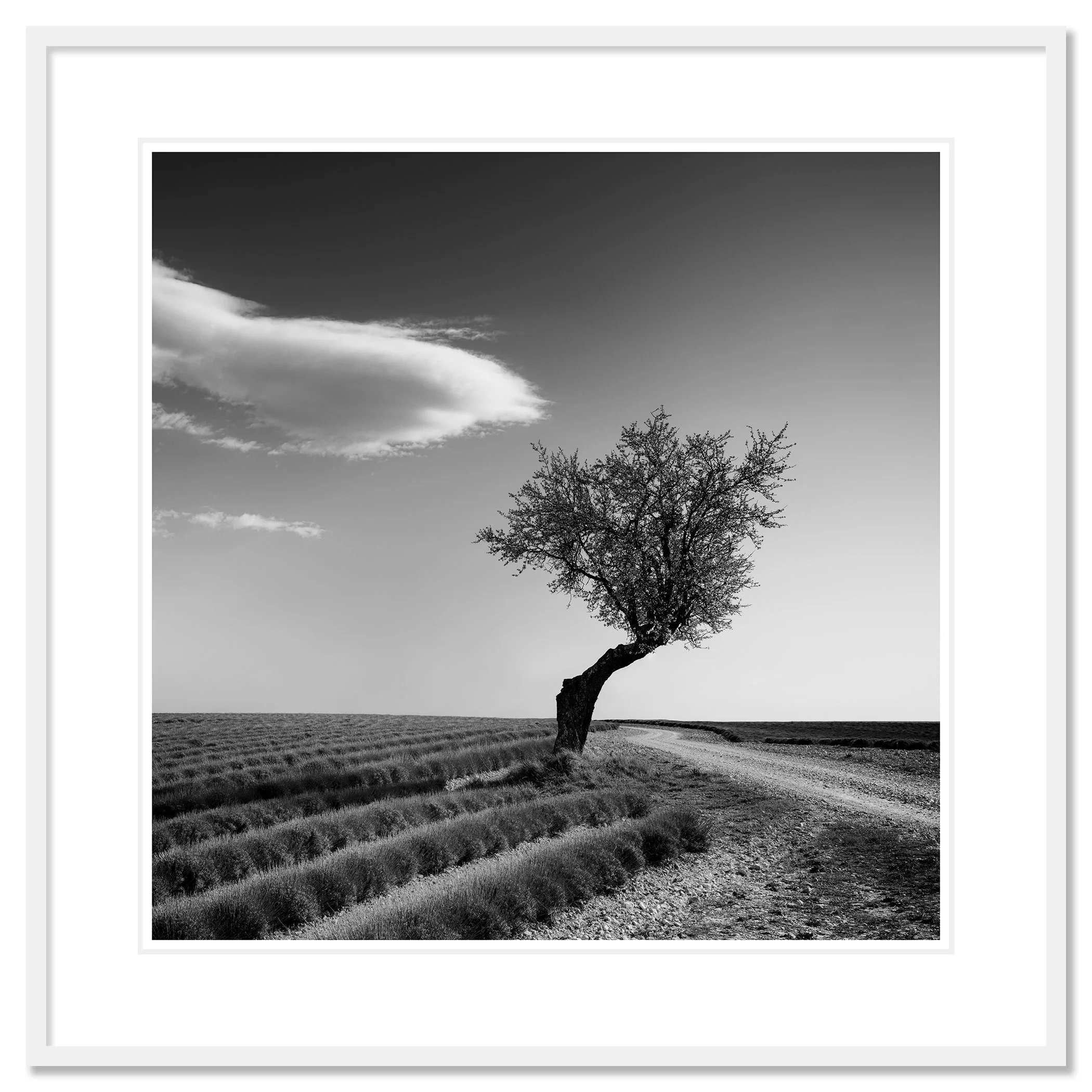 Lavender Field with Lonely Tree Study 1 by Gerald Berghammer, black-and-white fine art print in a white aluminium frame with white mount.