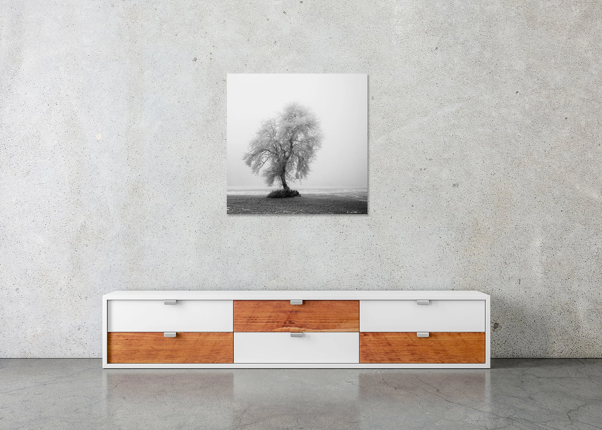 Fine art black and white image of a leafless tree covered in frost in a quiet winter meadow, photo print mounted to Dibond, frameless.
