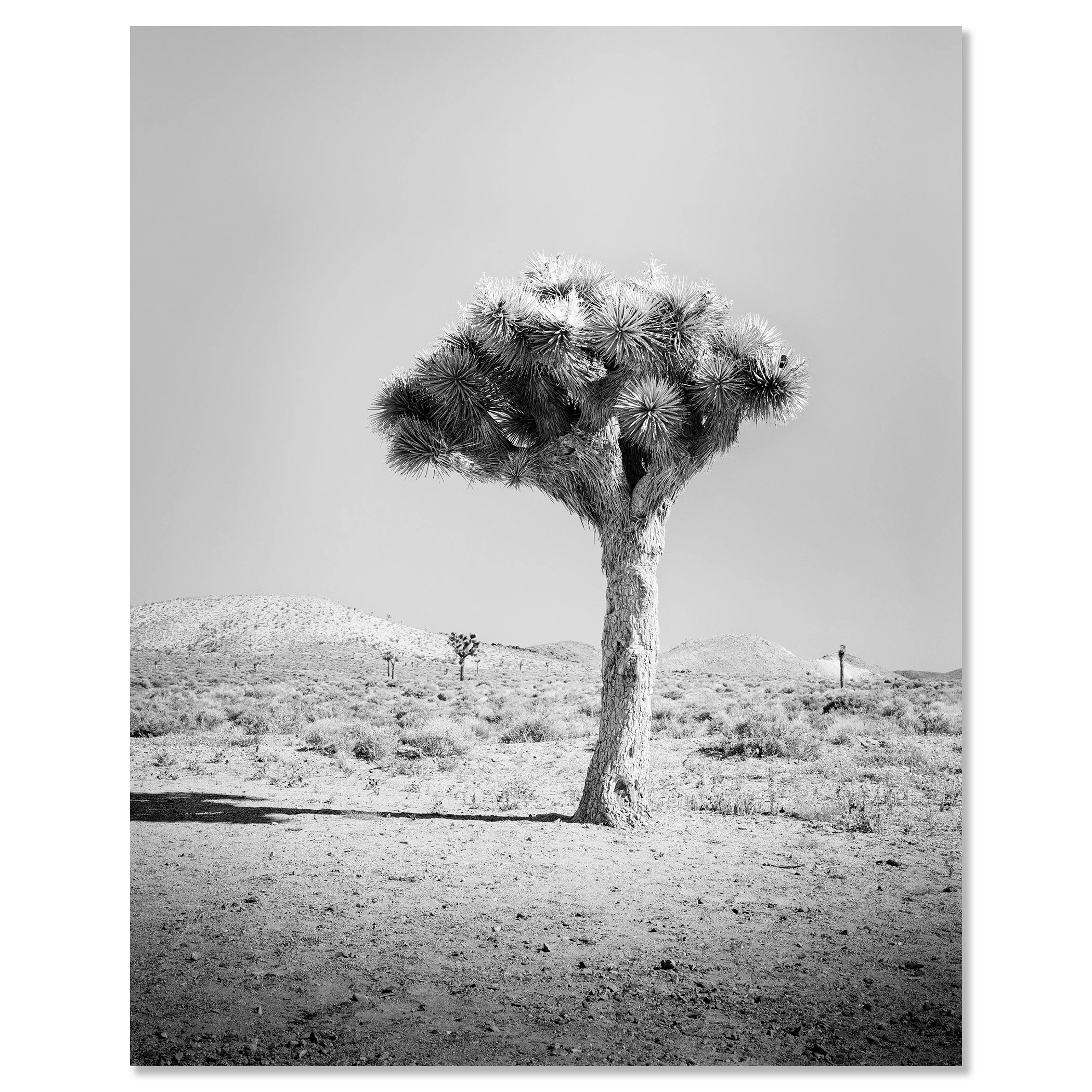 Joshua Tree Study 1 by Gerald Berghammer as a frameless black-and-white photograph on aluminium Dibond