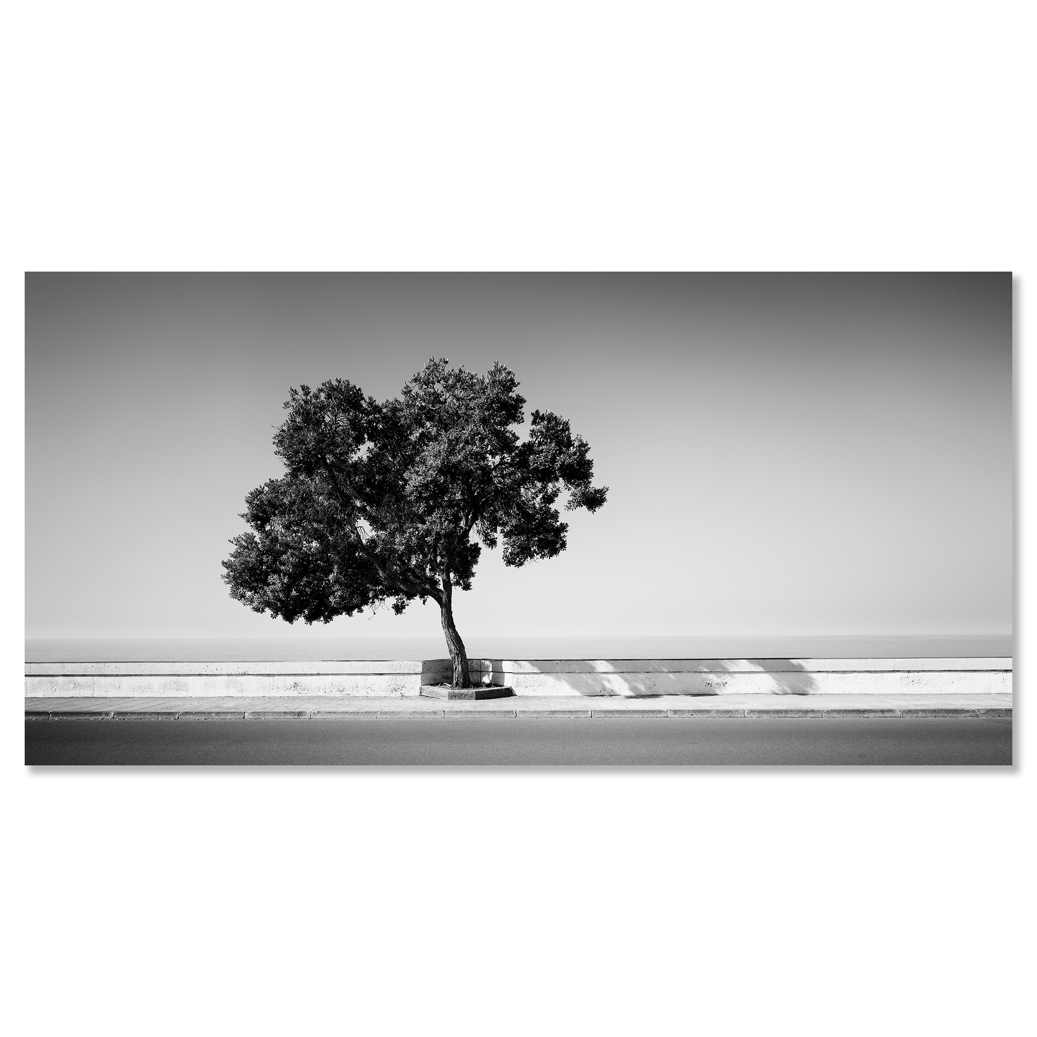 Tree by the Waterfront by Gerald Berghammer, frameless black-and-white fine art photograph mounted on aluminium Dibond.