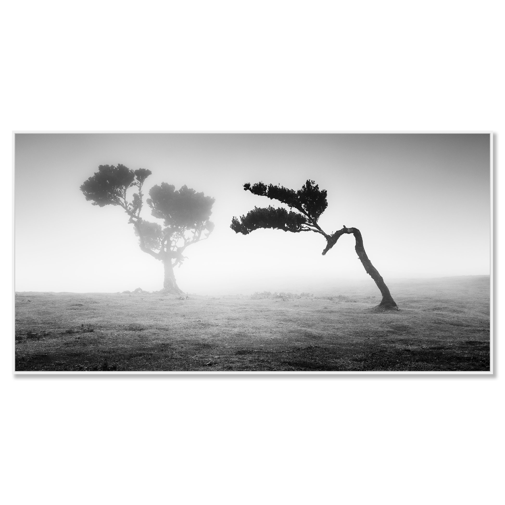 Two Trees in the Mist Panorama by Gerald Berghammer presented in a white aluminium ArtBox frame.