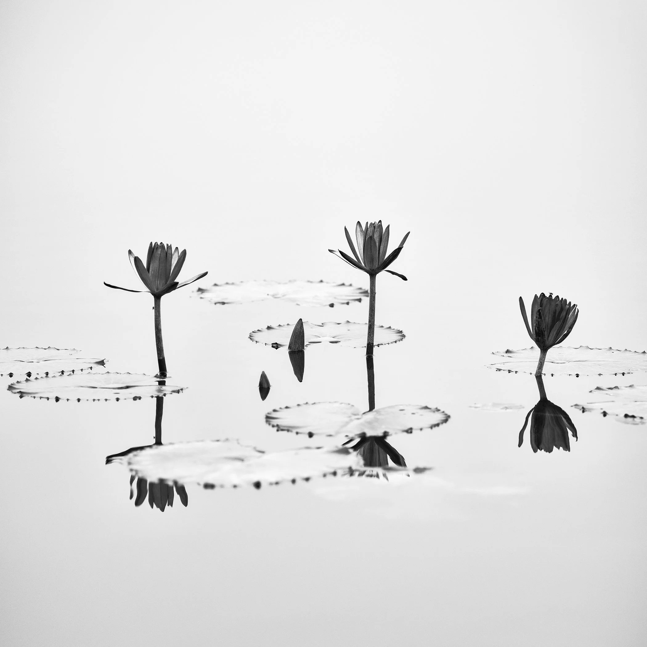 SILVERFINEART black and white photo of water lilies and lily pads on calm water with reflections